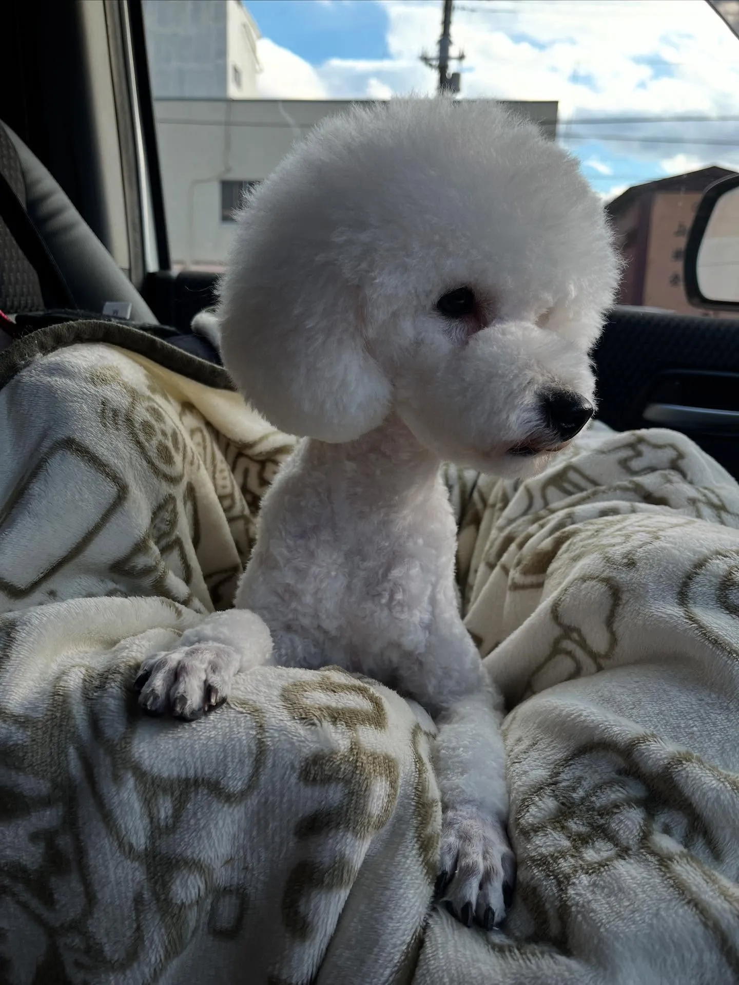 ホワイトプードルの星麗★つらら★