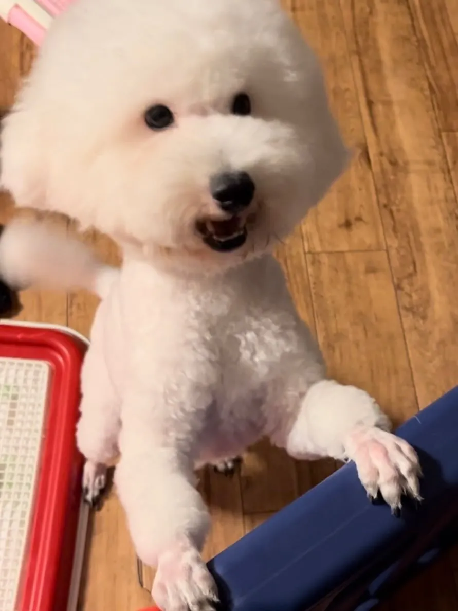 ホワイトプードルの星麗★つらら★