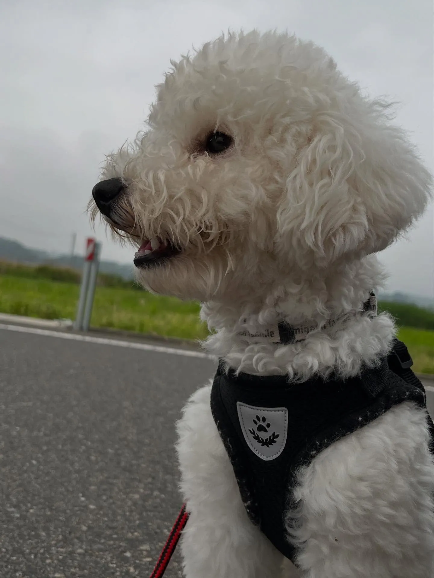 ホワイトプードルの星麗★つらら★