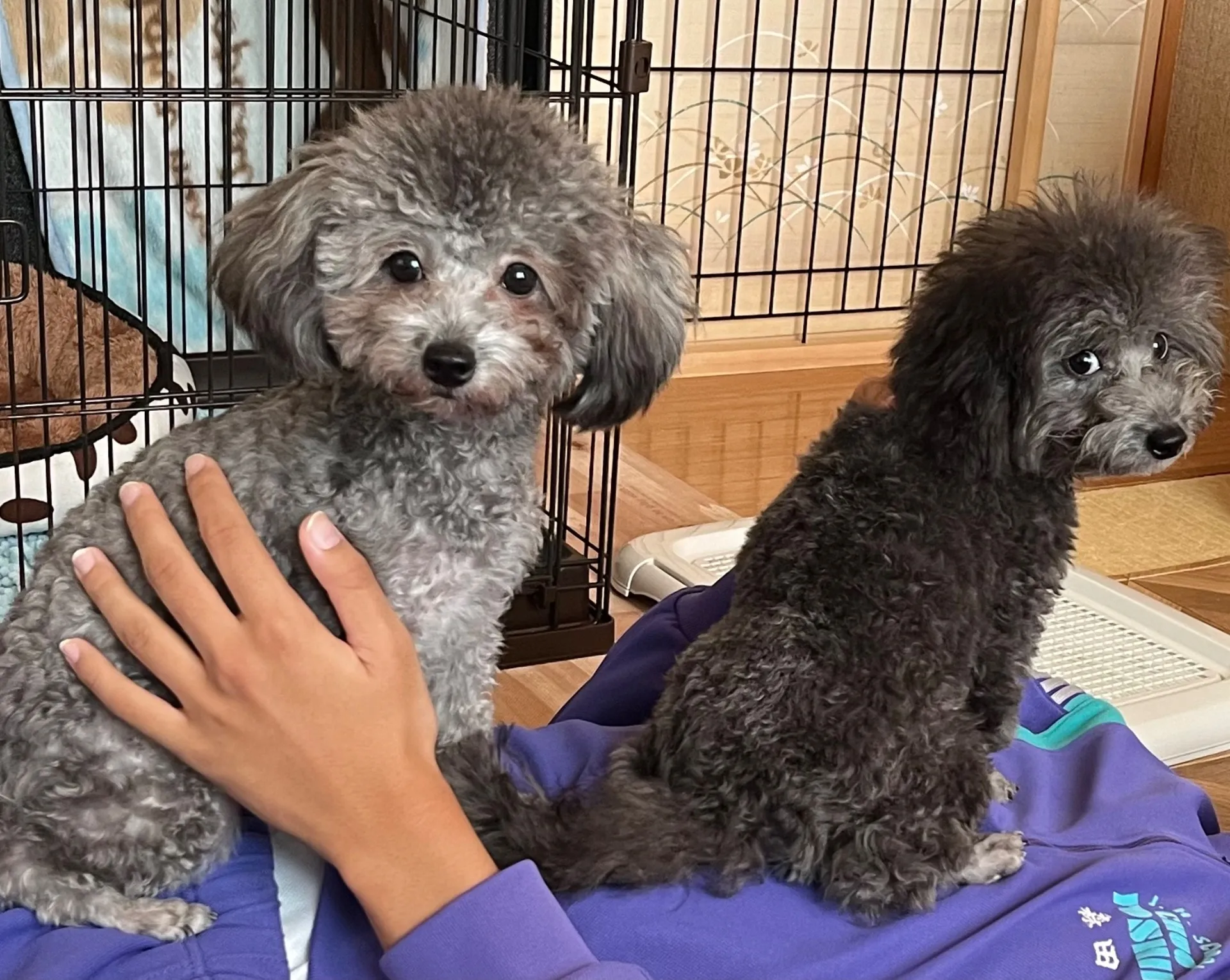 詩音 ♀ 2024年2月3日 産まれ