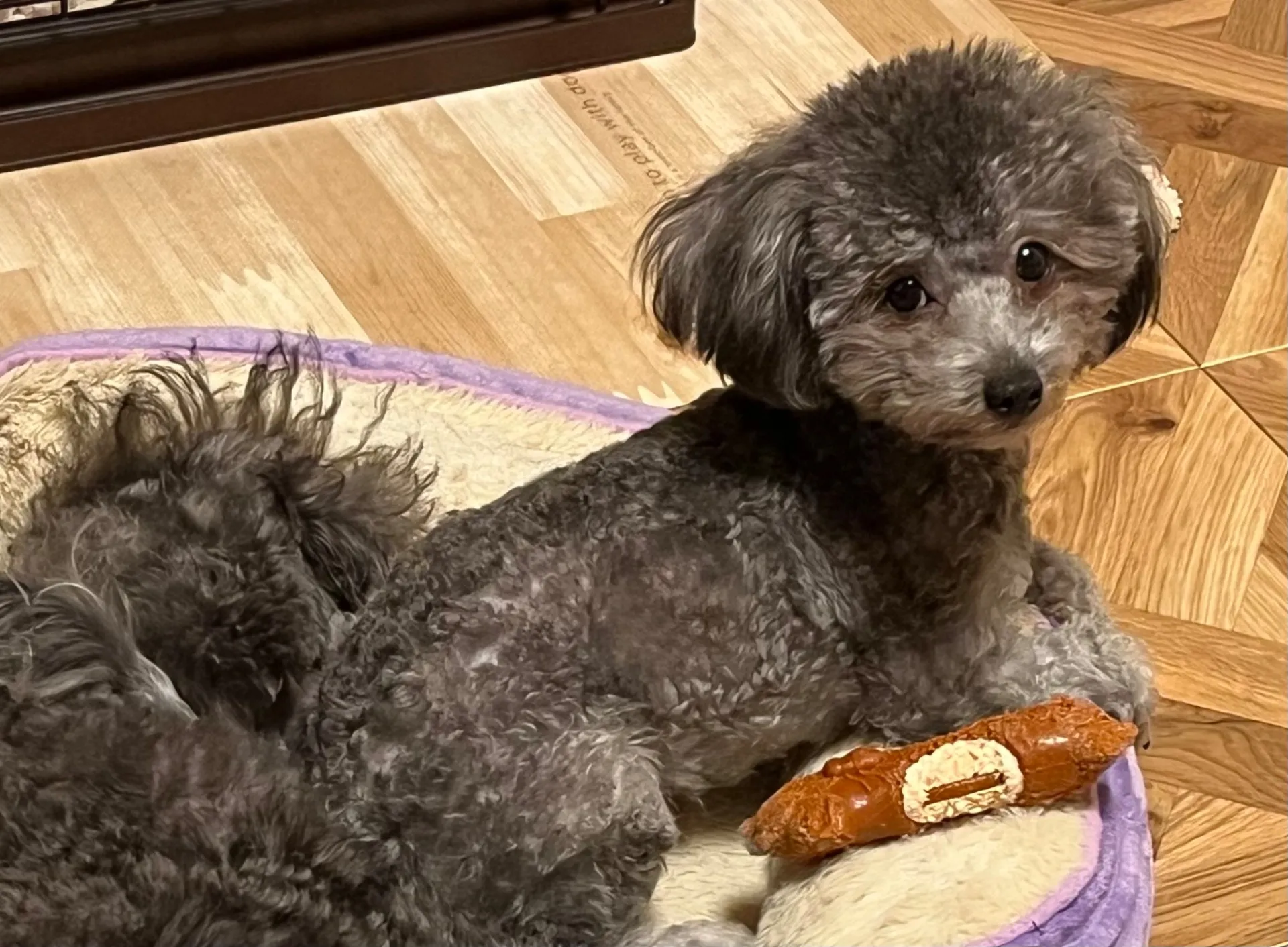 詩音 ♀ 2024年2月3日 産まれ