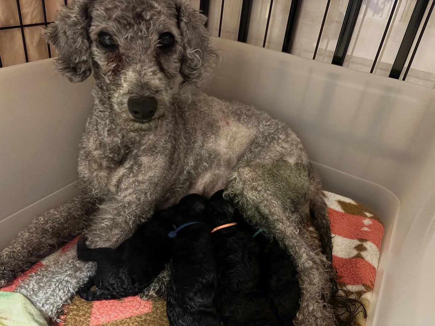 レモン🍋ママ × 琉🐉パパ ベビー