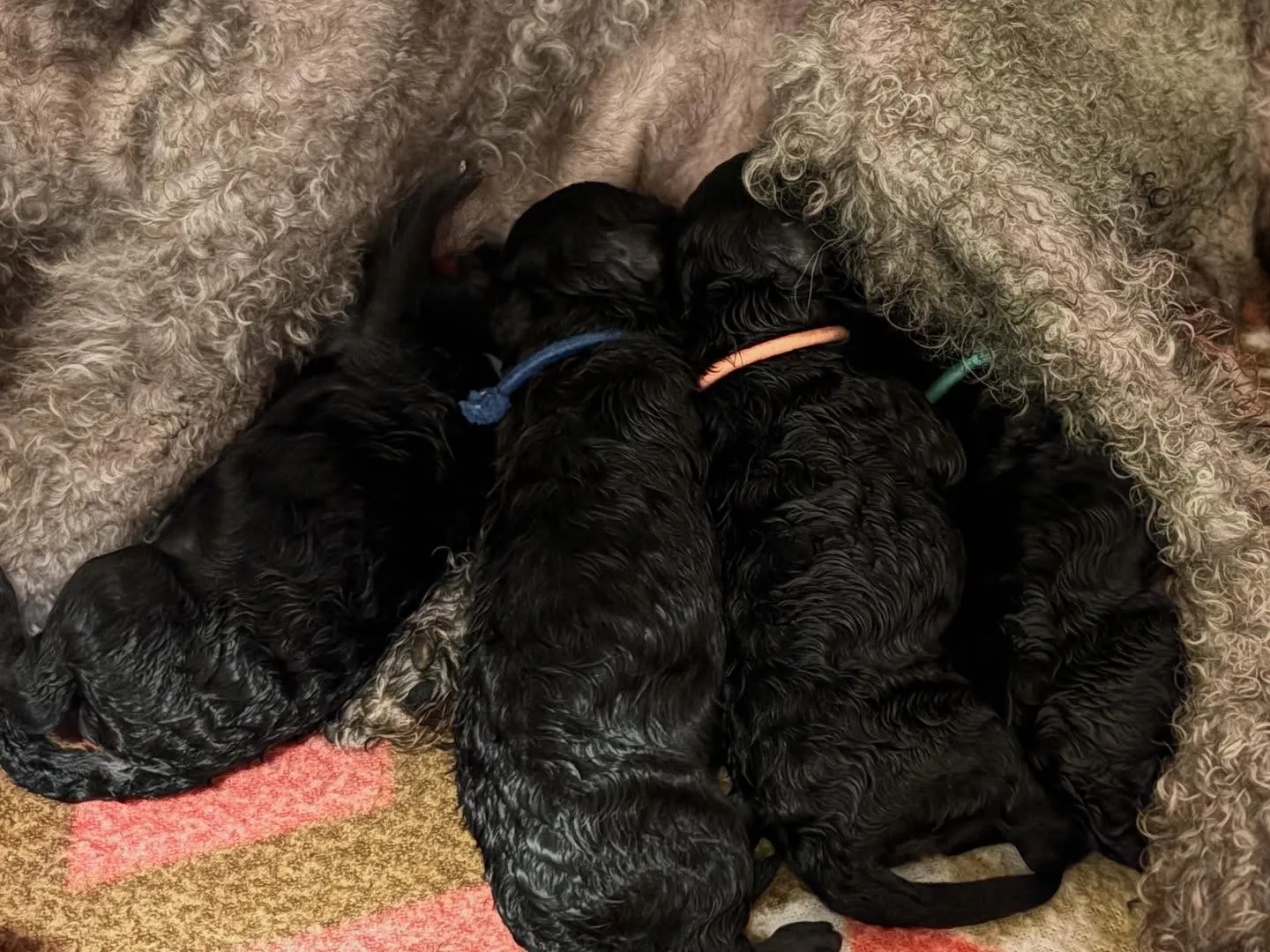 レモン🍋ママ × 琉🐉パパ ベビー