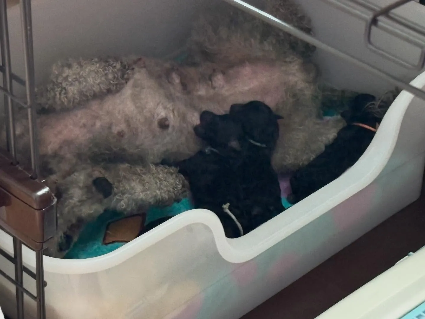 レモン🍋ママ × 琉🐉パパ ベビー