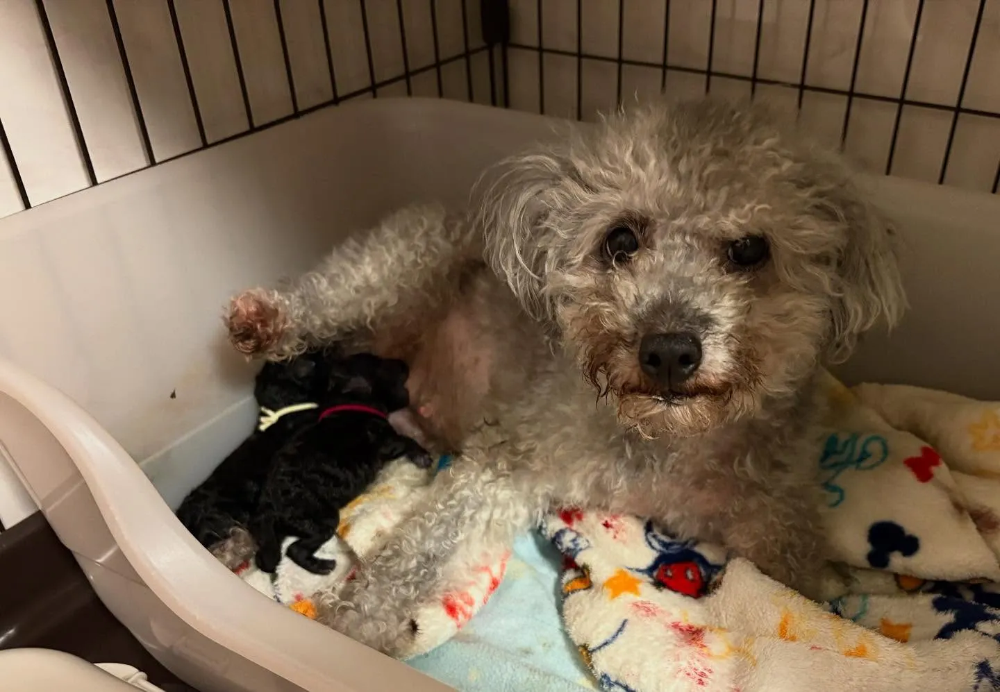 さくら🌸ママ × 虎太郎🍑パパ ベビー