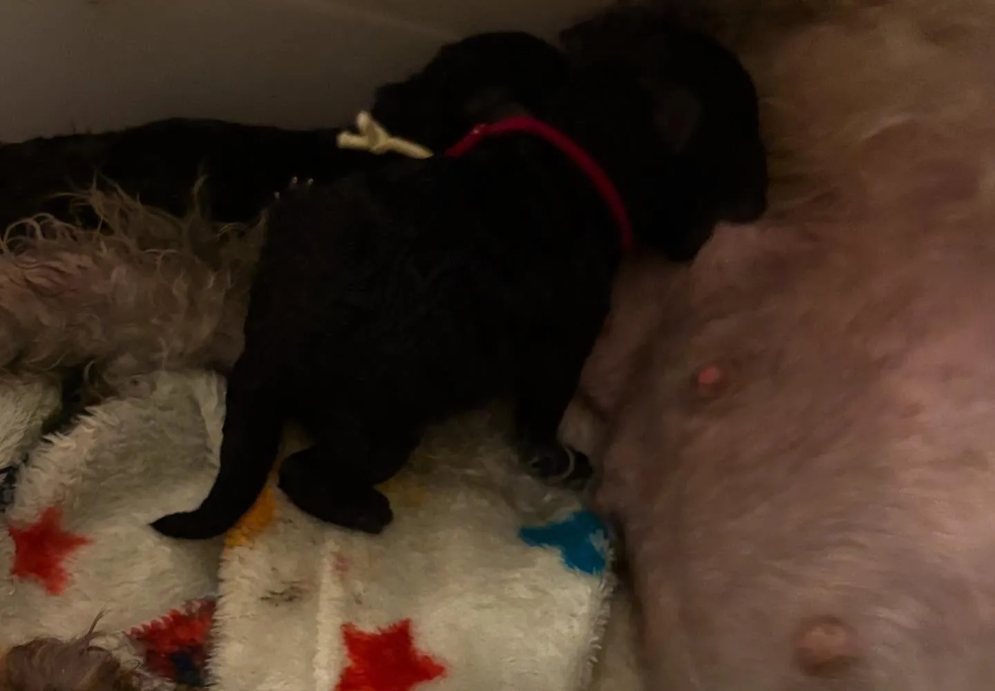 さくら🌸ママ × 虎太郎🍑パパ ベビー