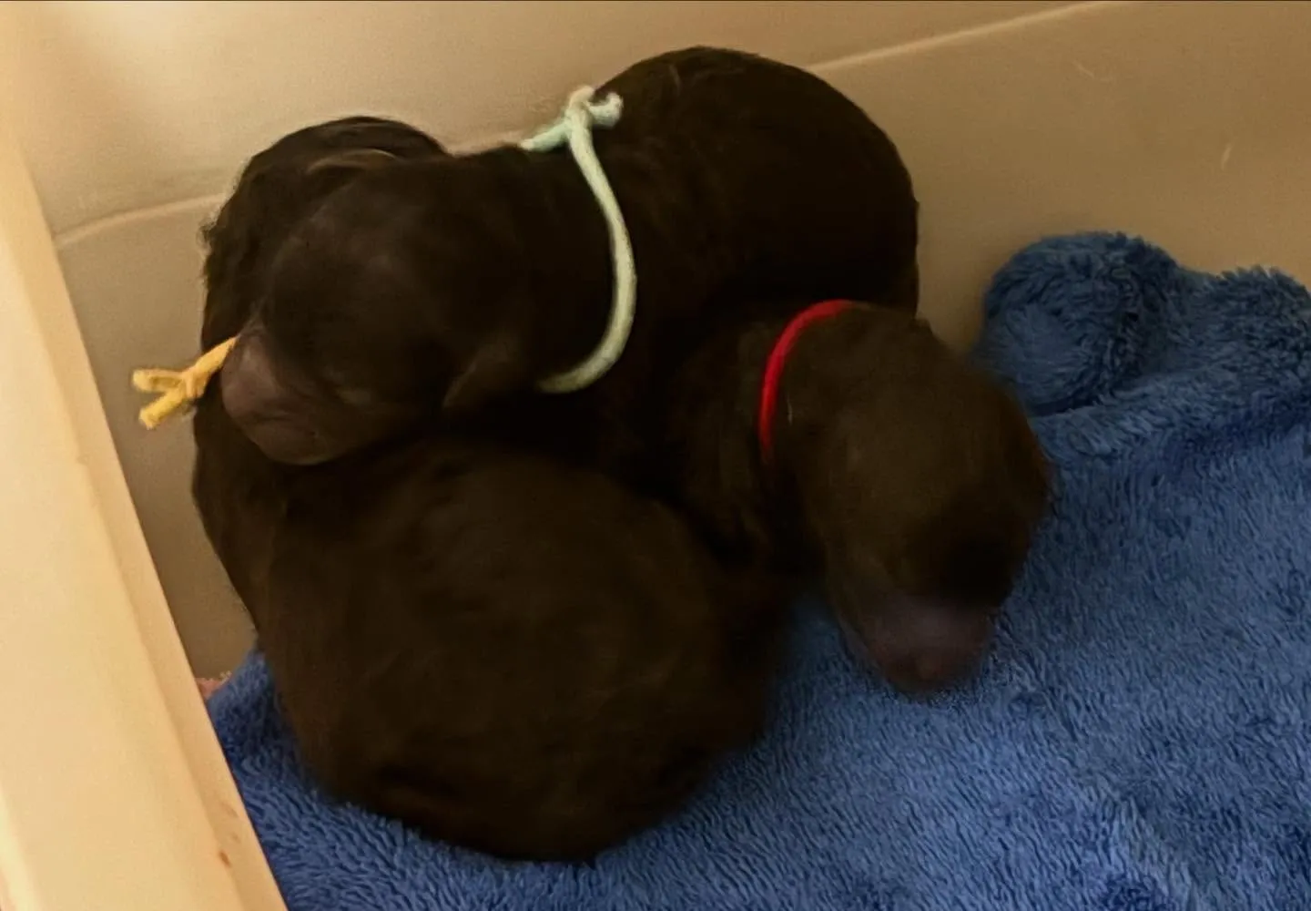 さくら🌸ママ × 虎太郎🍑パパ ベビー