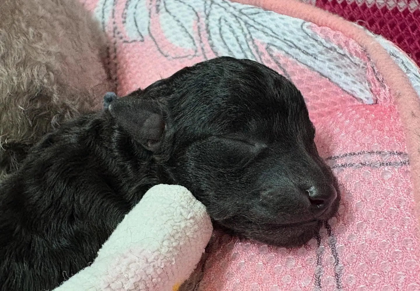 さくら🌸ママ × 虎太郎🍑パパ ベビー