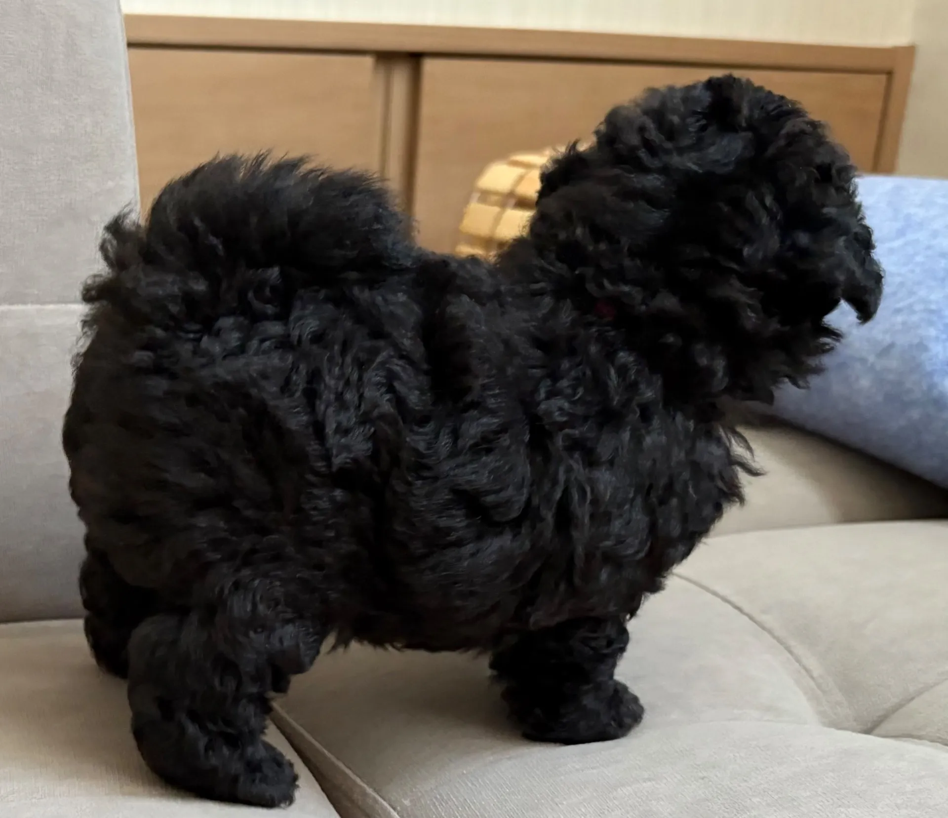 2025年6月24日 産まれ  トイプードル ︎︎ ︎︎ ︎︎ ♀