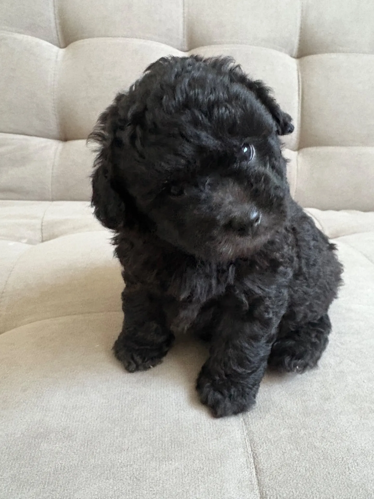 2025年6月24日 産まれ  トイプードル ︎︎ ︎︎ ︎︎ ♀