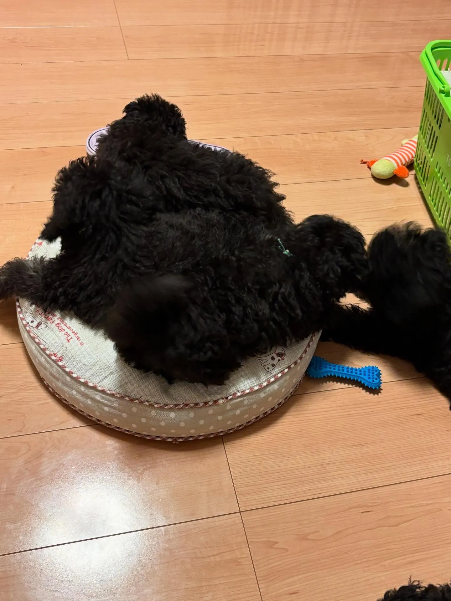 シルバープードルのパピーたち✨️もうすぐ3ヶ月になります🐩