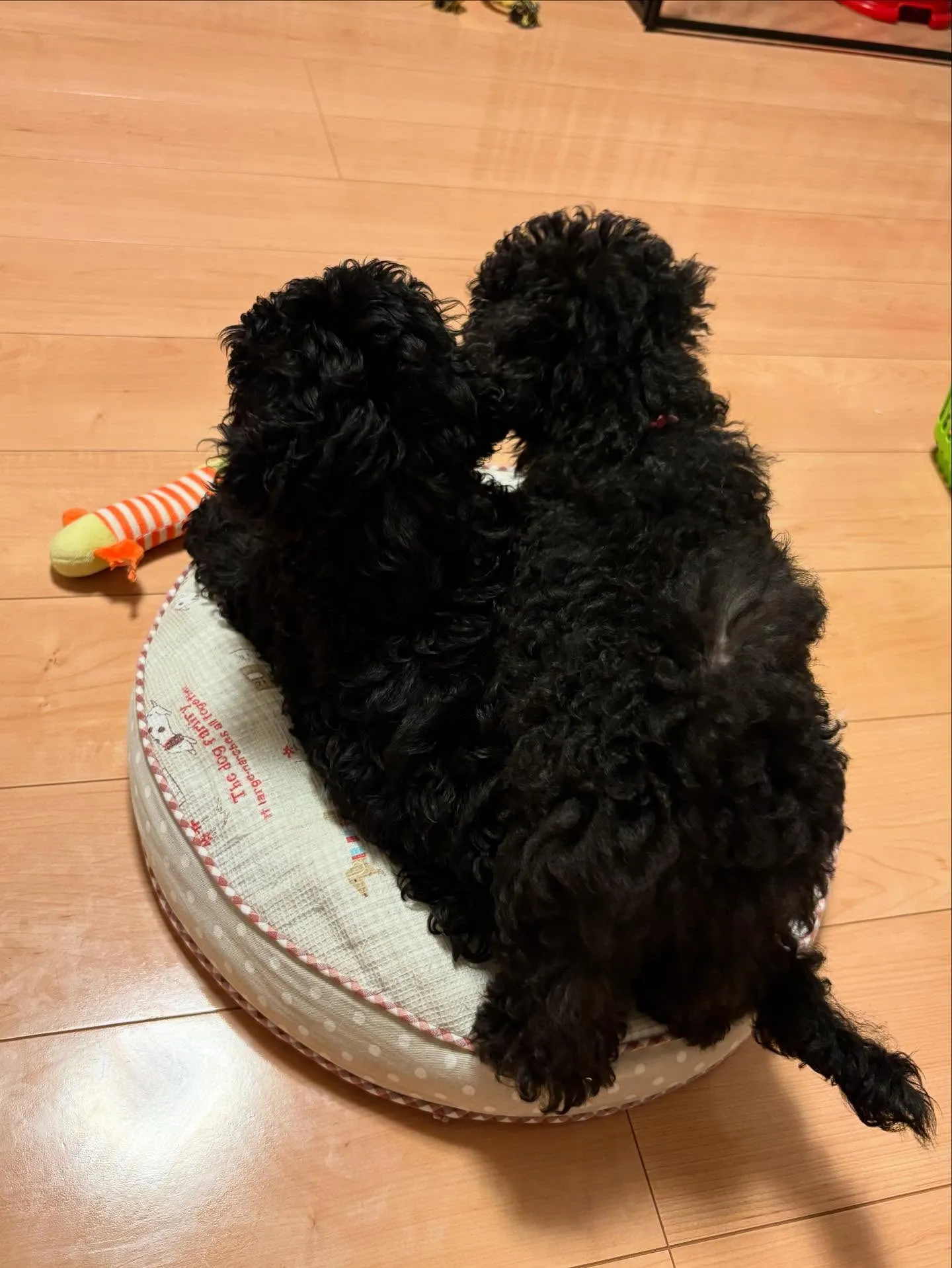 シルバープードルのパピーたち✨️もうすぐ3ヶ月になります🐩