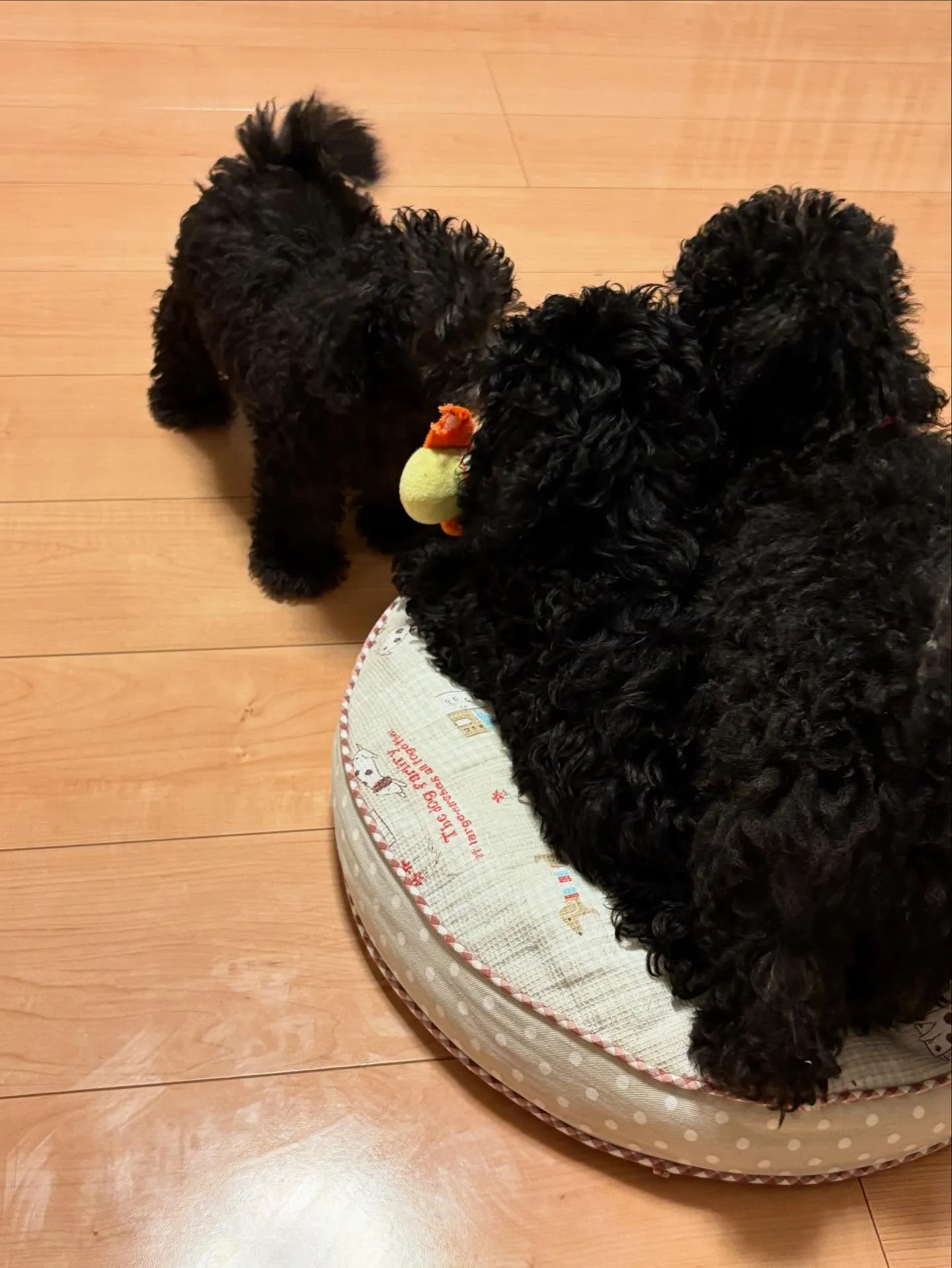 シルバープードルのパピーたち✨️もうすぐ3ヶ月になります🐩