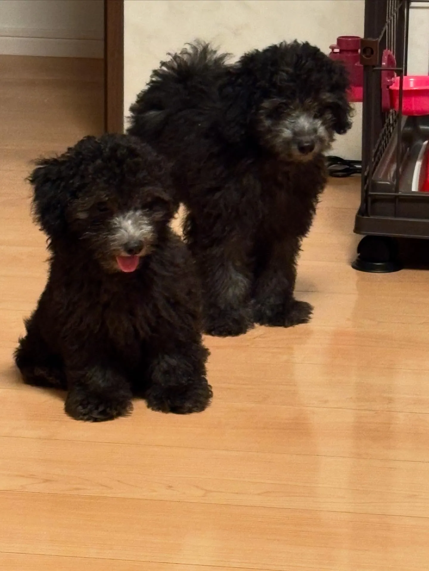 シルバープードルのパピーたち✨️もうすぐ3ヶ月になります🐩