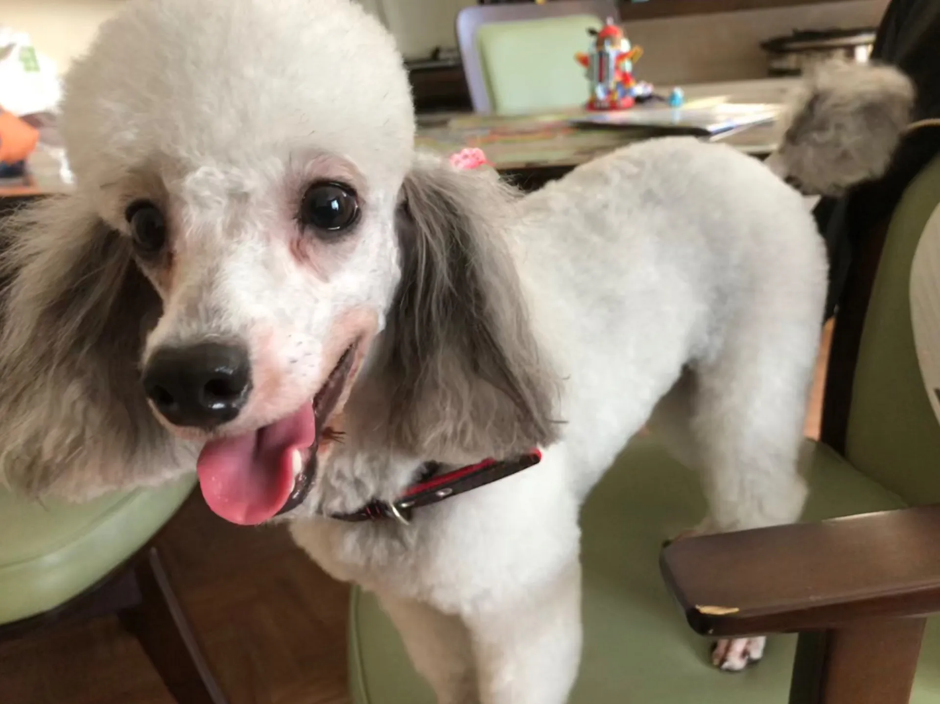 ご家族募集しております