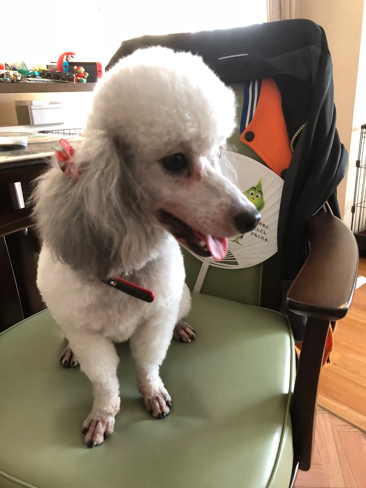 ご家族募集しております