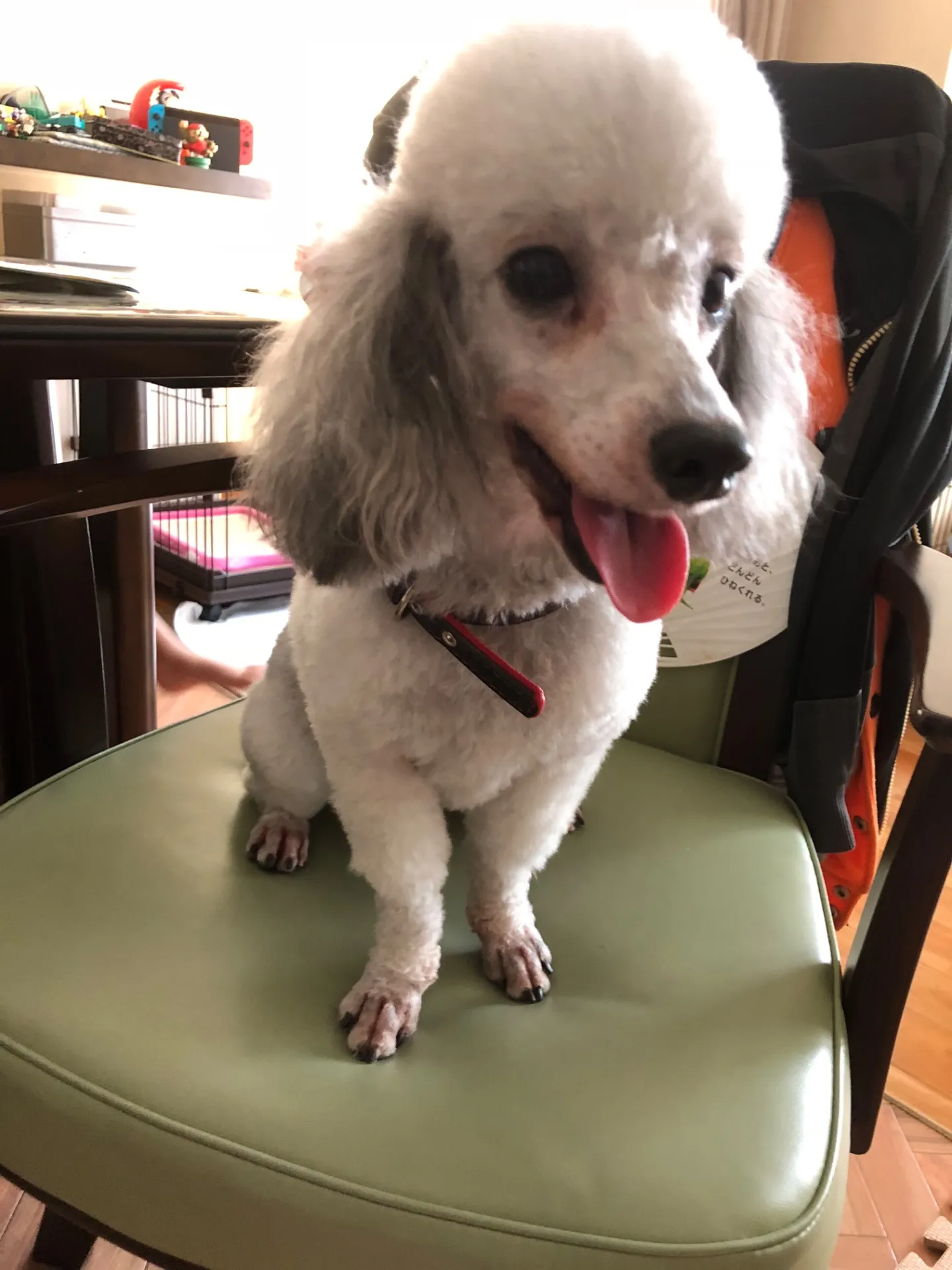 ご家族募集しております