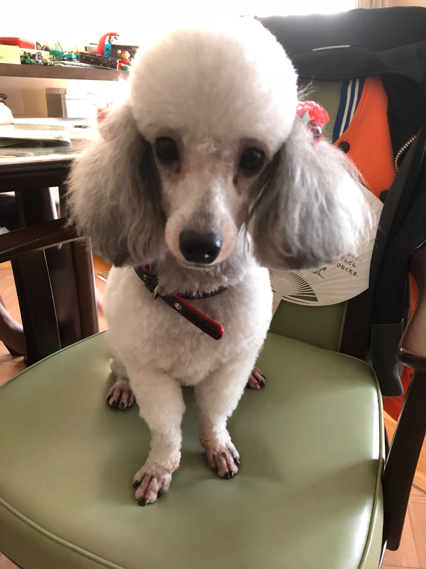 ご家族募集しております