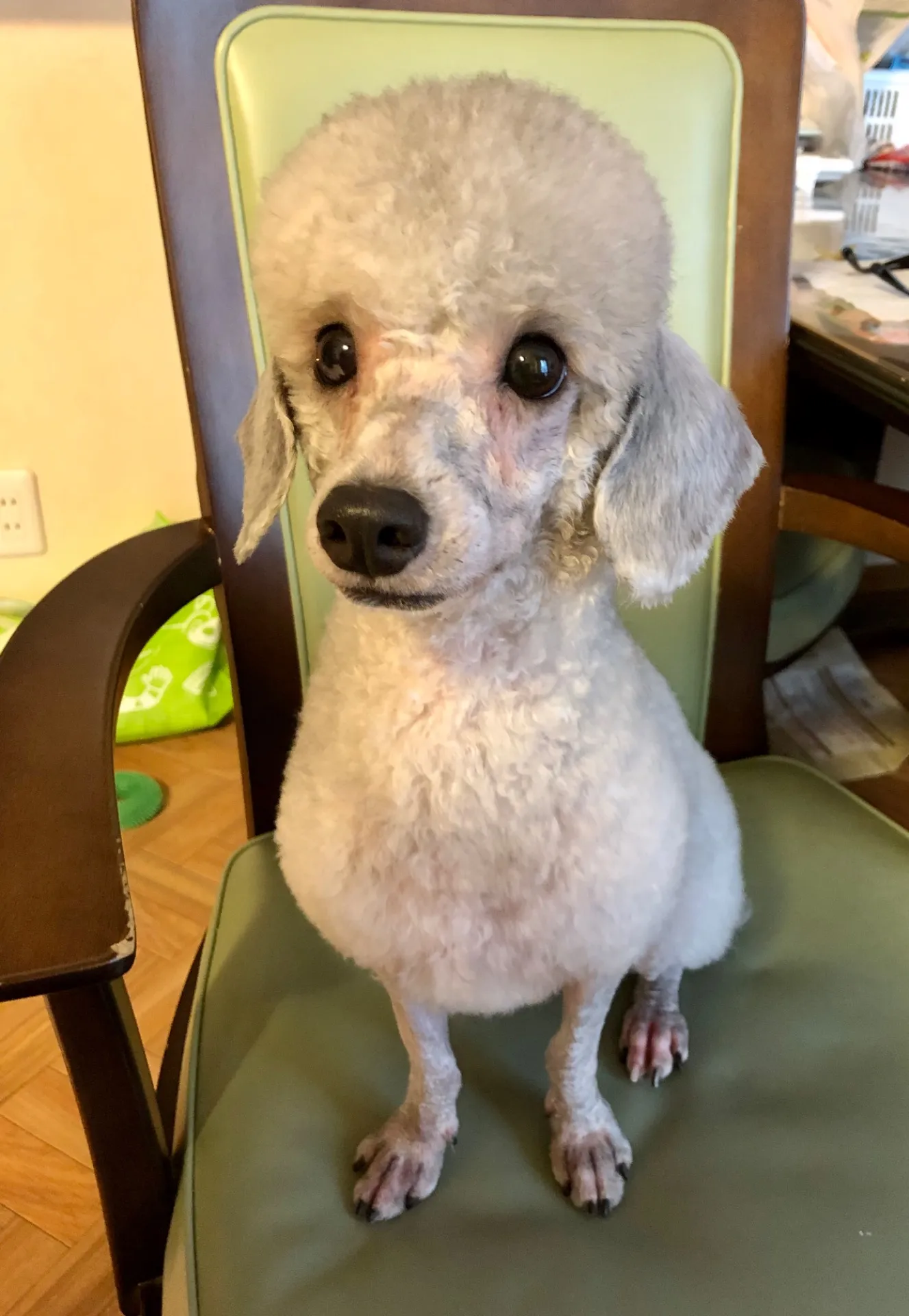 ご家族募集しております