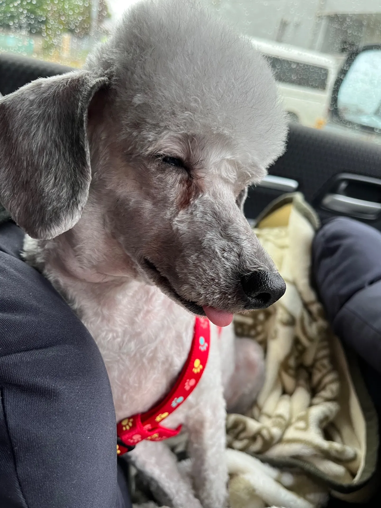 ご家族募集しております