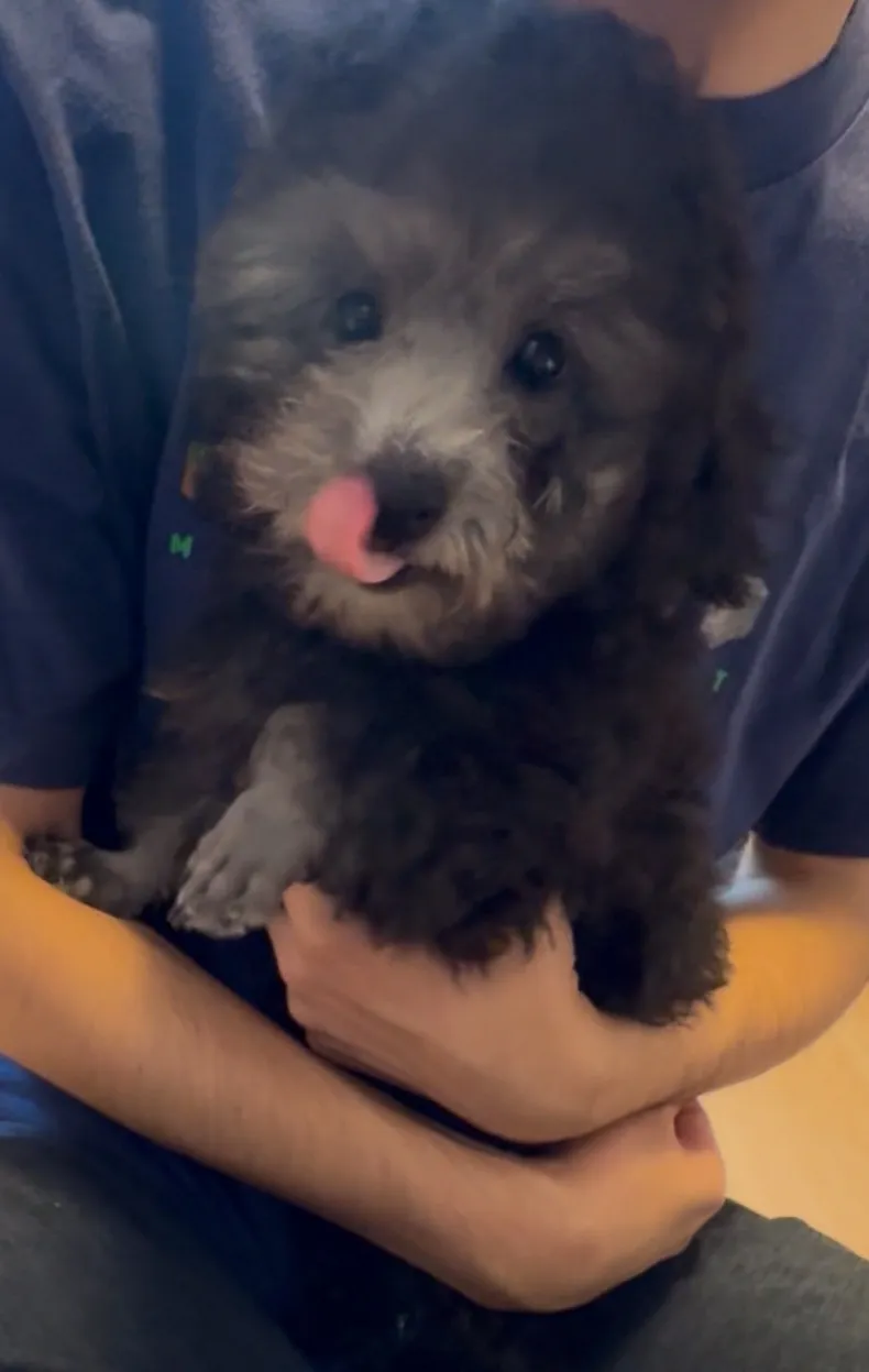 2025年6月23日 産まれ  トイプードル ︎︎ ︎︎ ♂