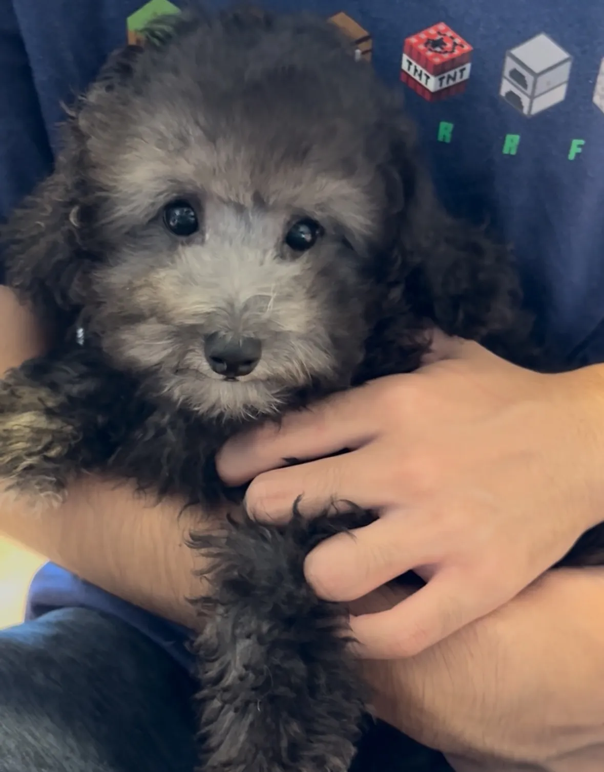 2025年6月23日 産まれ  トイプードル ︎︎ ︎︎ ♂