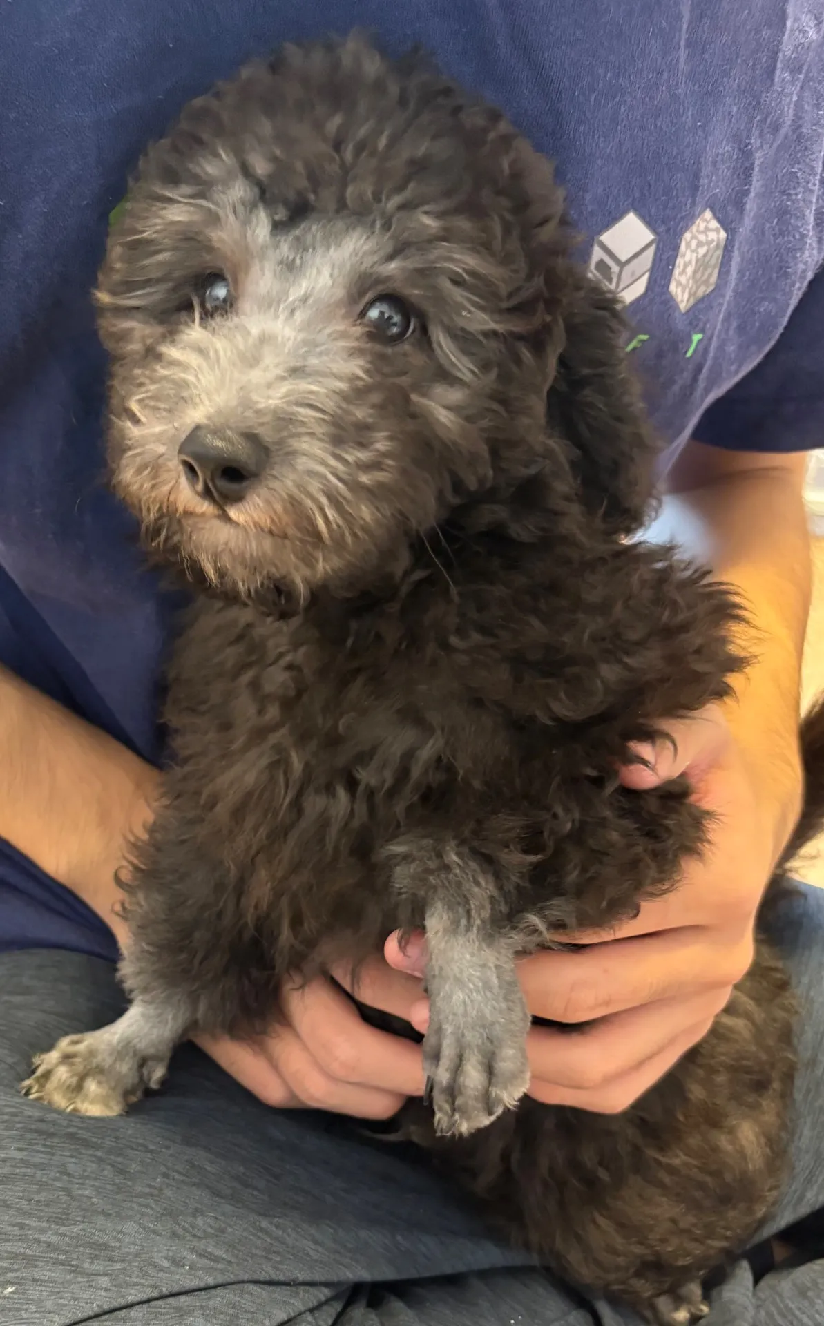 2025年6月23日 産まれ  トイプードル ︎︎ ︎︎ ♂