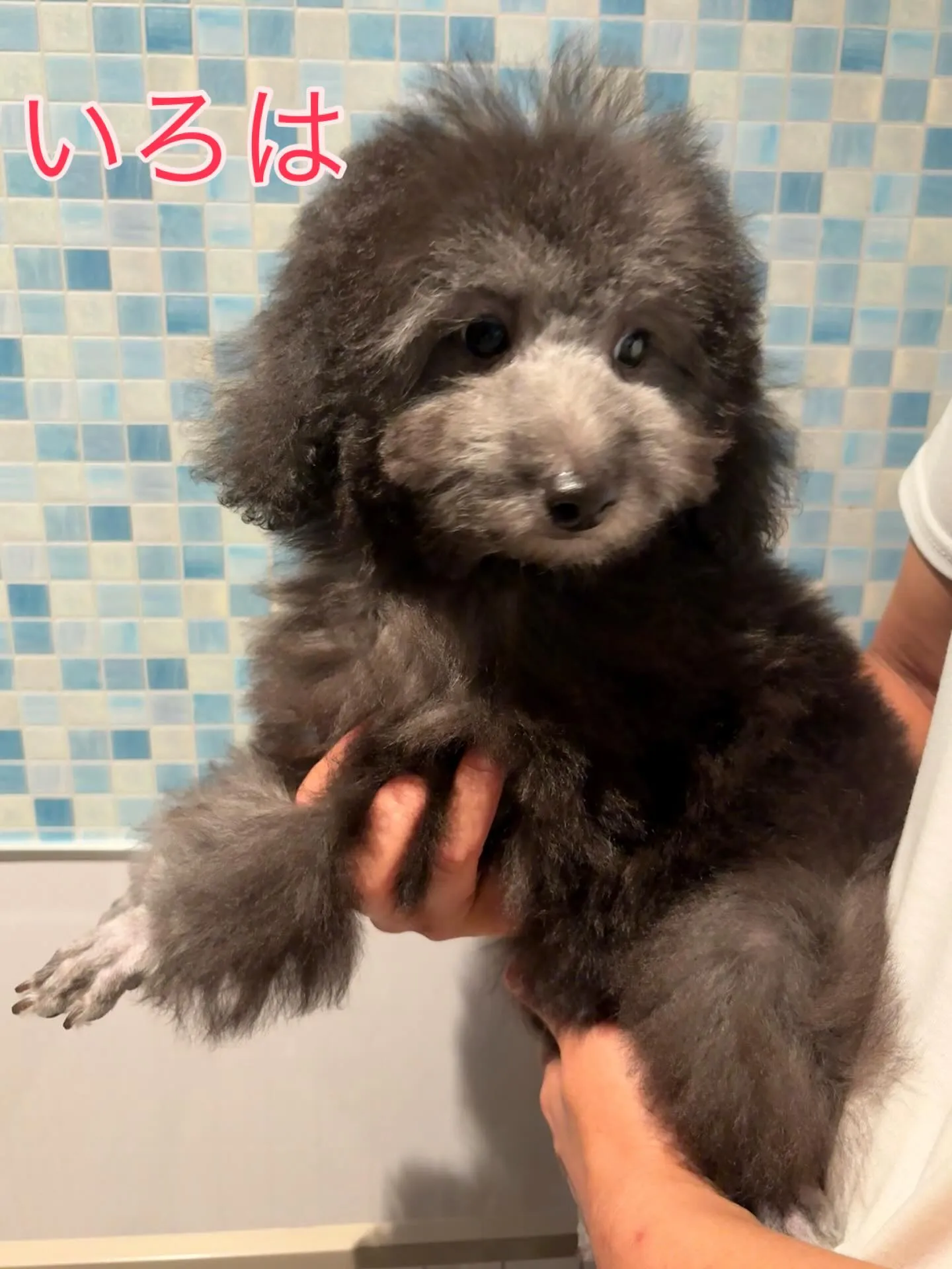 トリミングしました〜✂️✨️