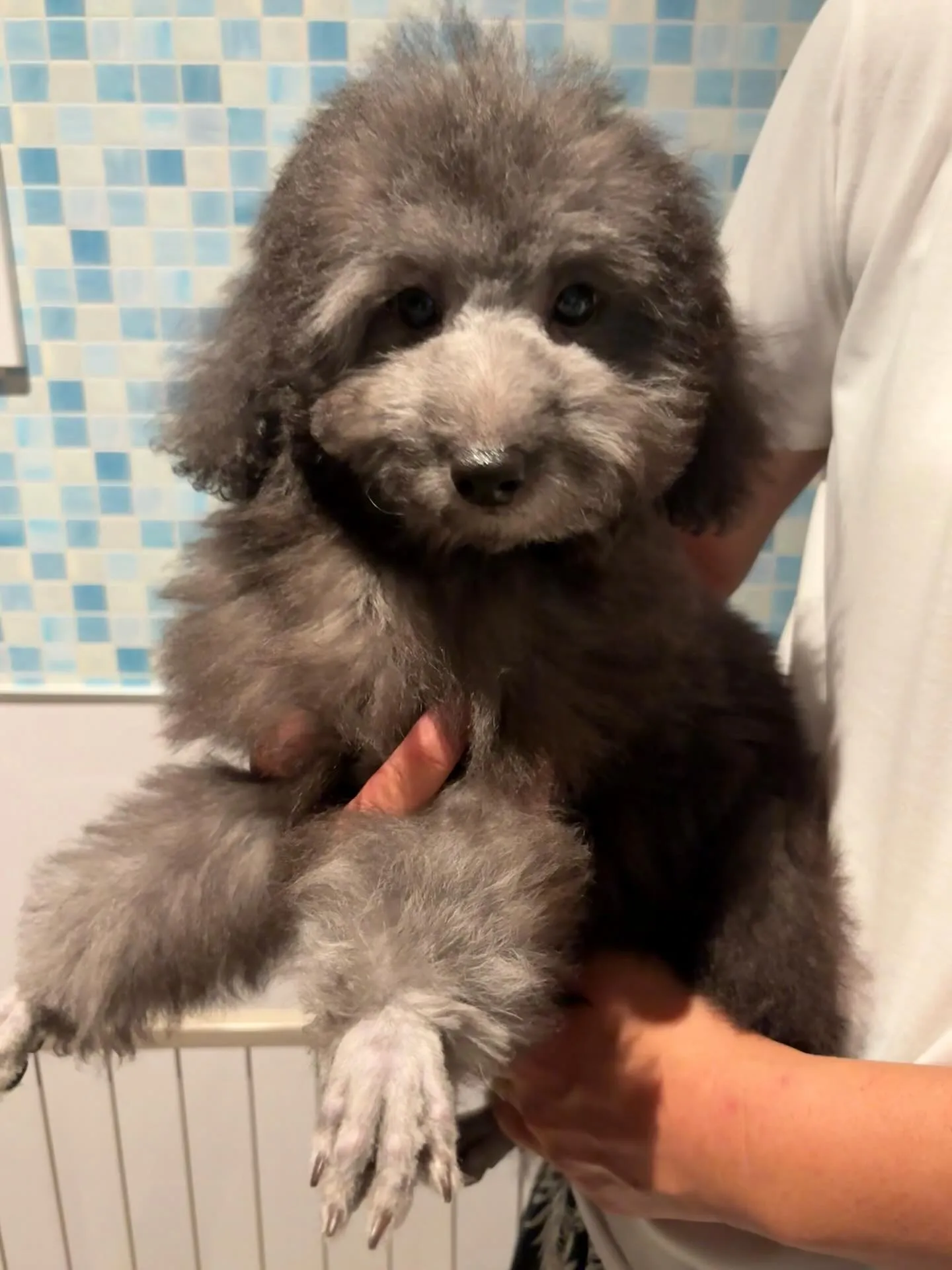 トリミングしました〜✂️✨️