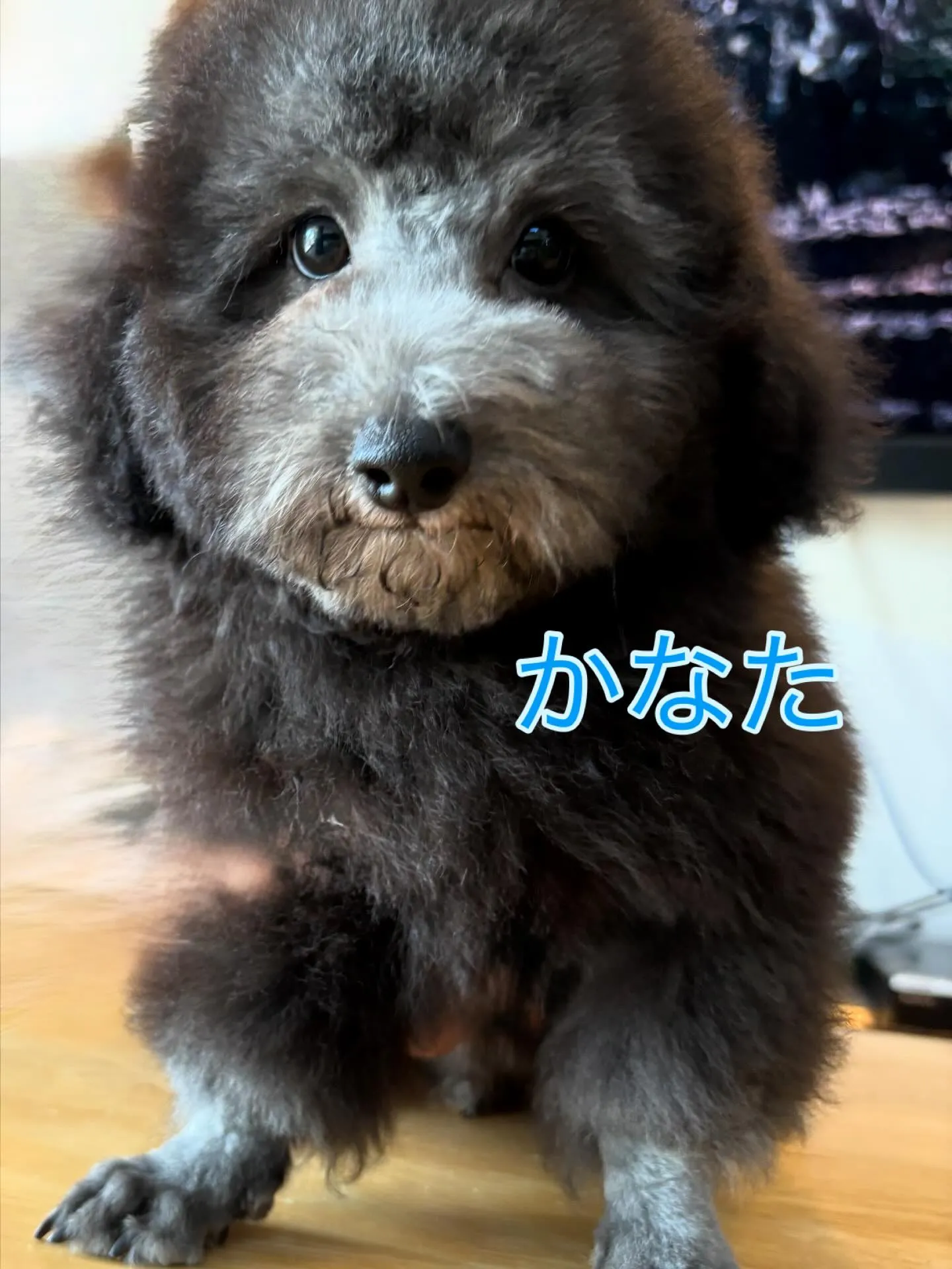 トリミングしました〜✂️✨️