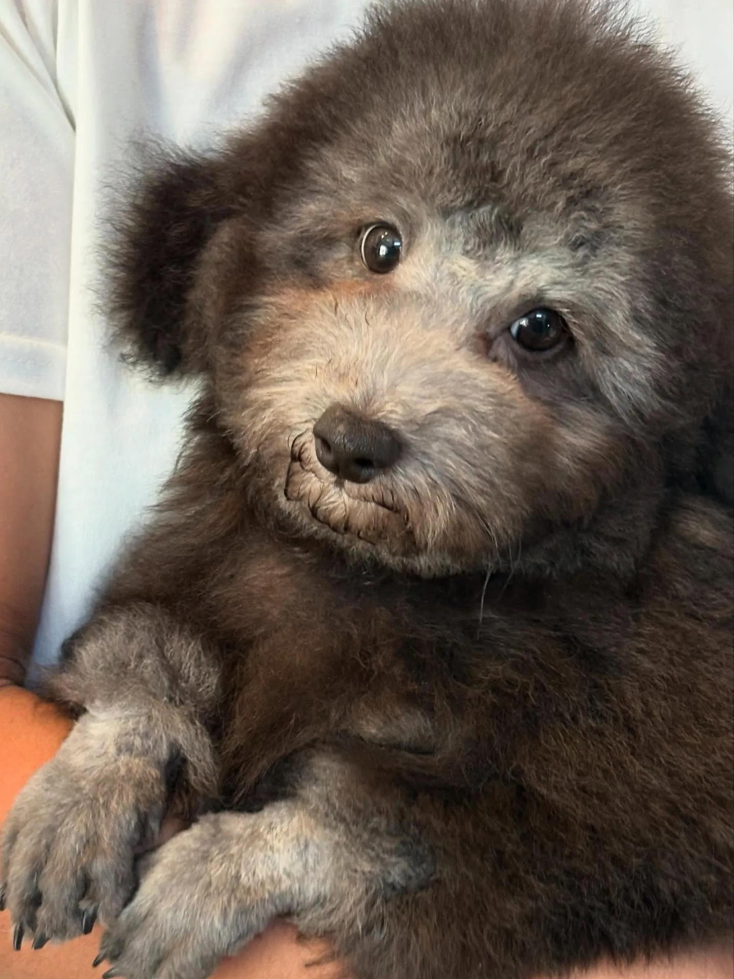 トリミングしました〜✂️✨️