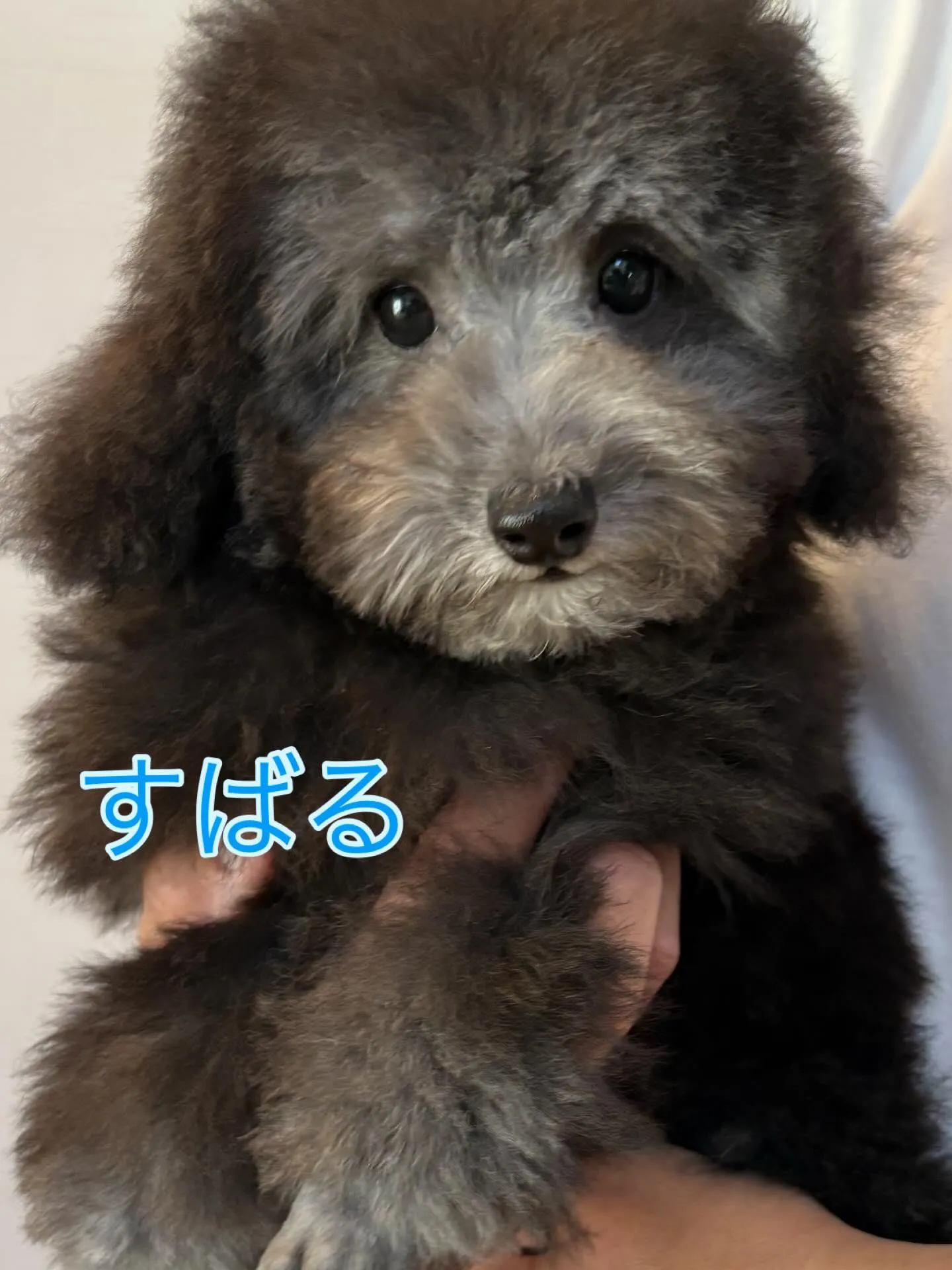 トリミングしました〜✂️✨️