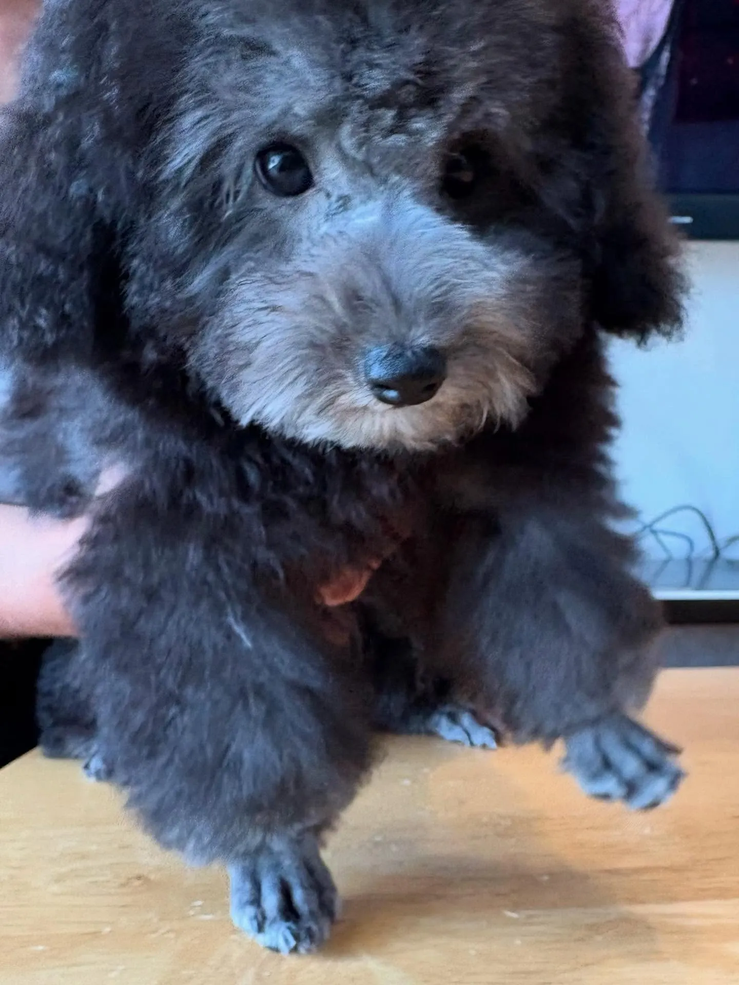 トリミングしました〜✂️✨️