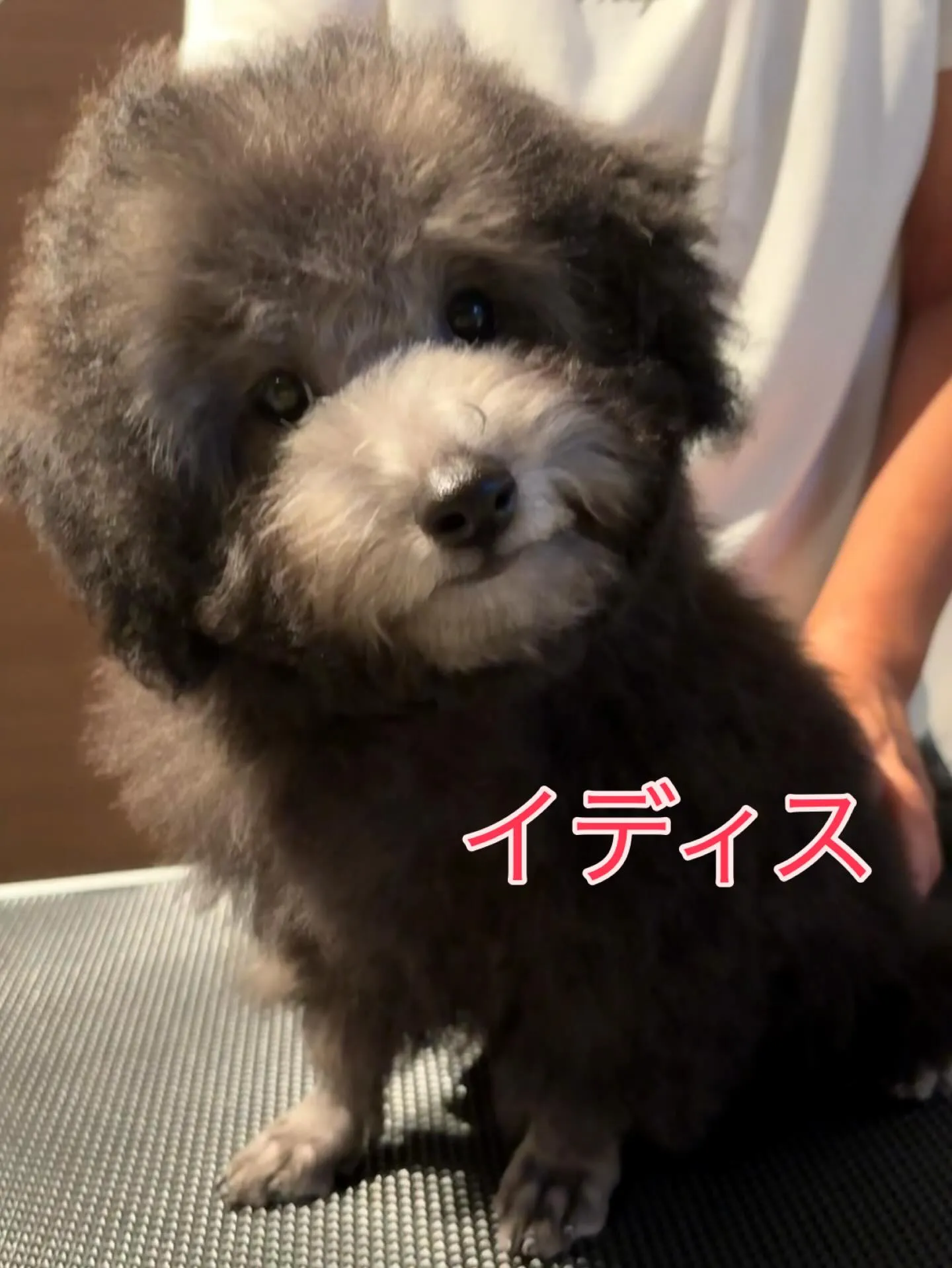 トリミングしました〜✂️✨️