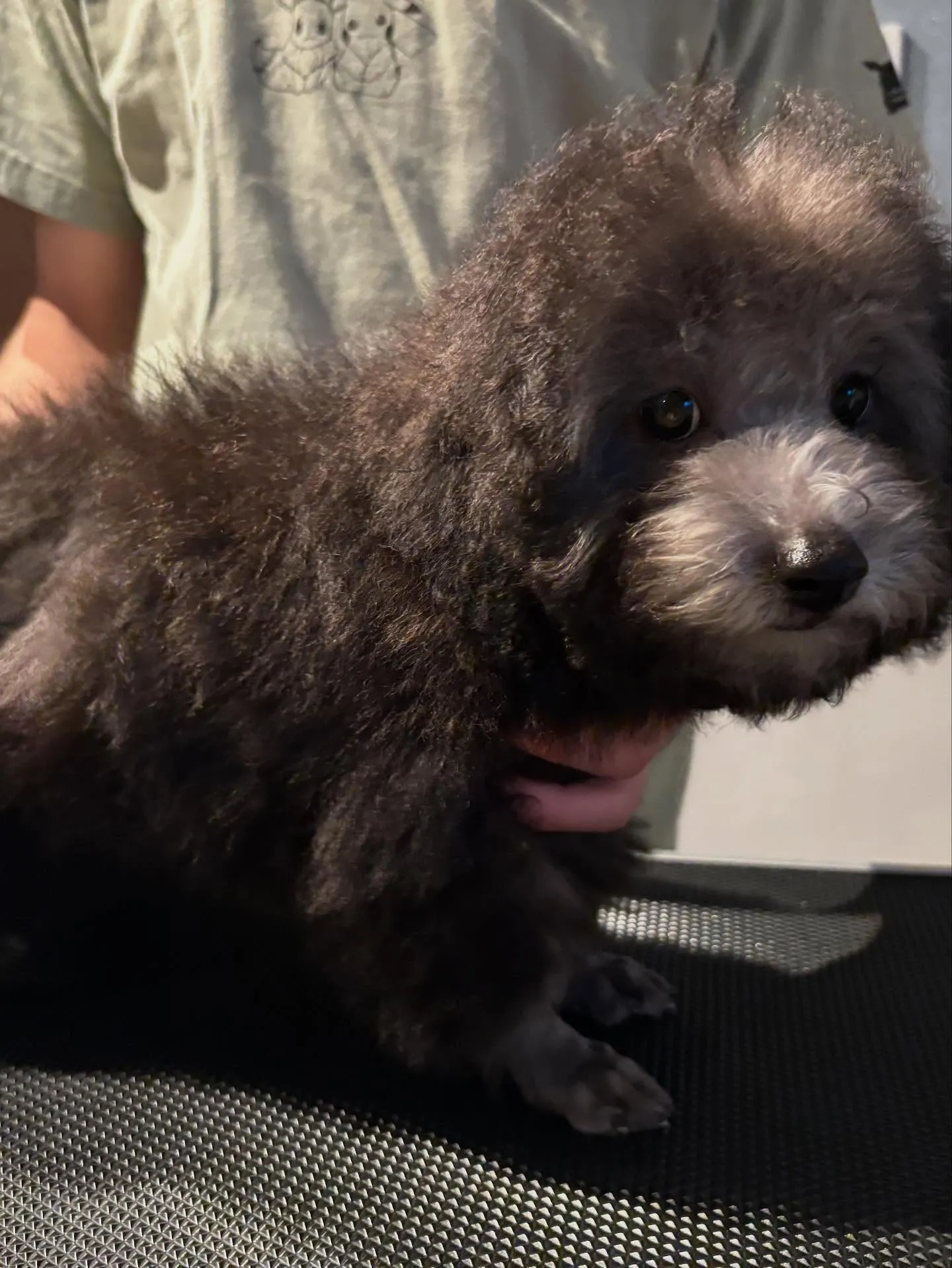 トリミングしました〜✂️✨️