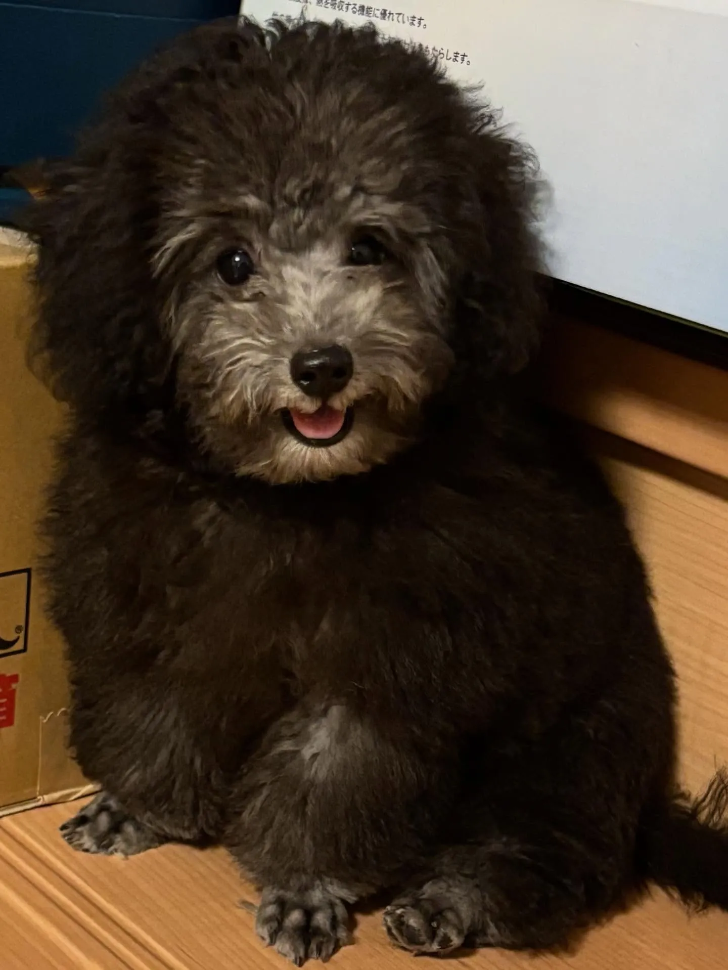 すばる💫ご家族が決まりました♡