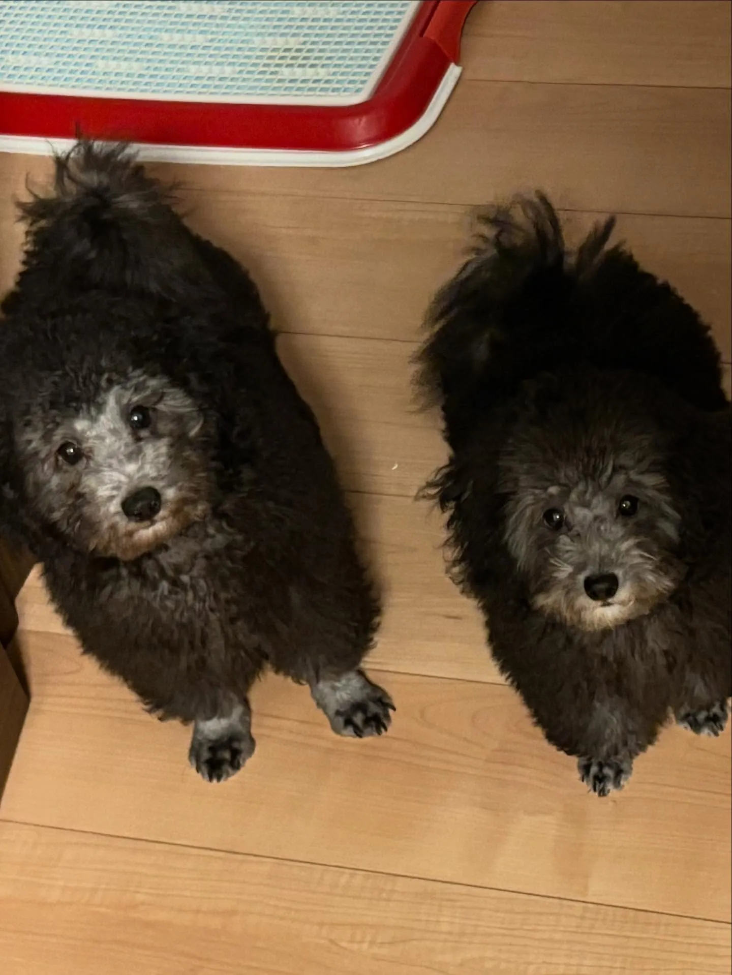 すばる💫ご家族が決まりました♡