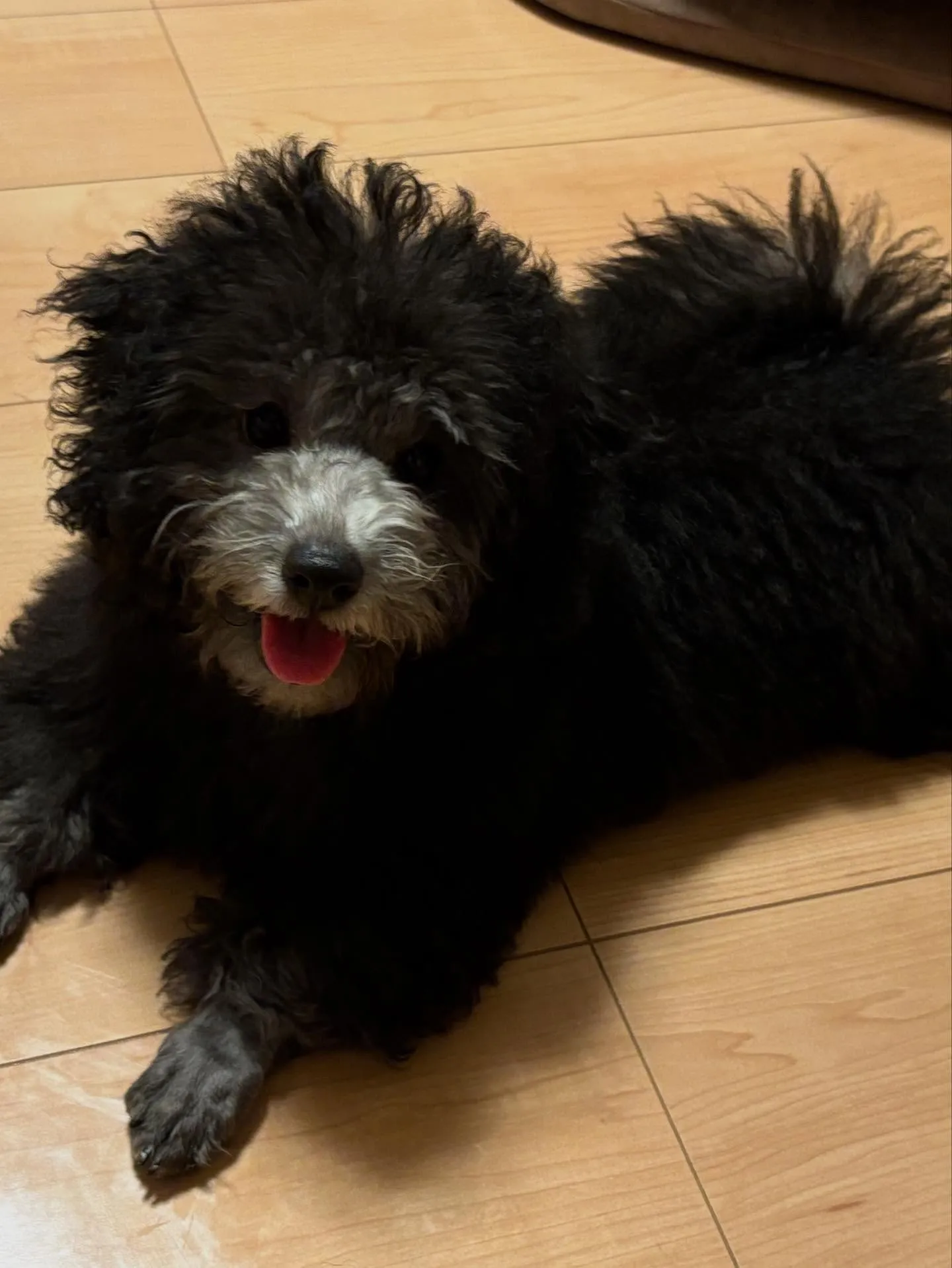 すばる💫ご家族が決まりました♡