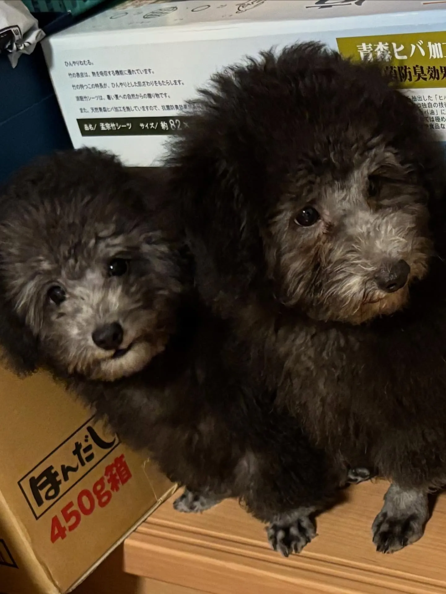 すばる💫ご家族が決まりました♡