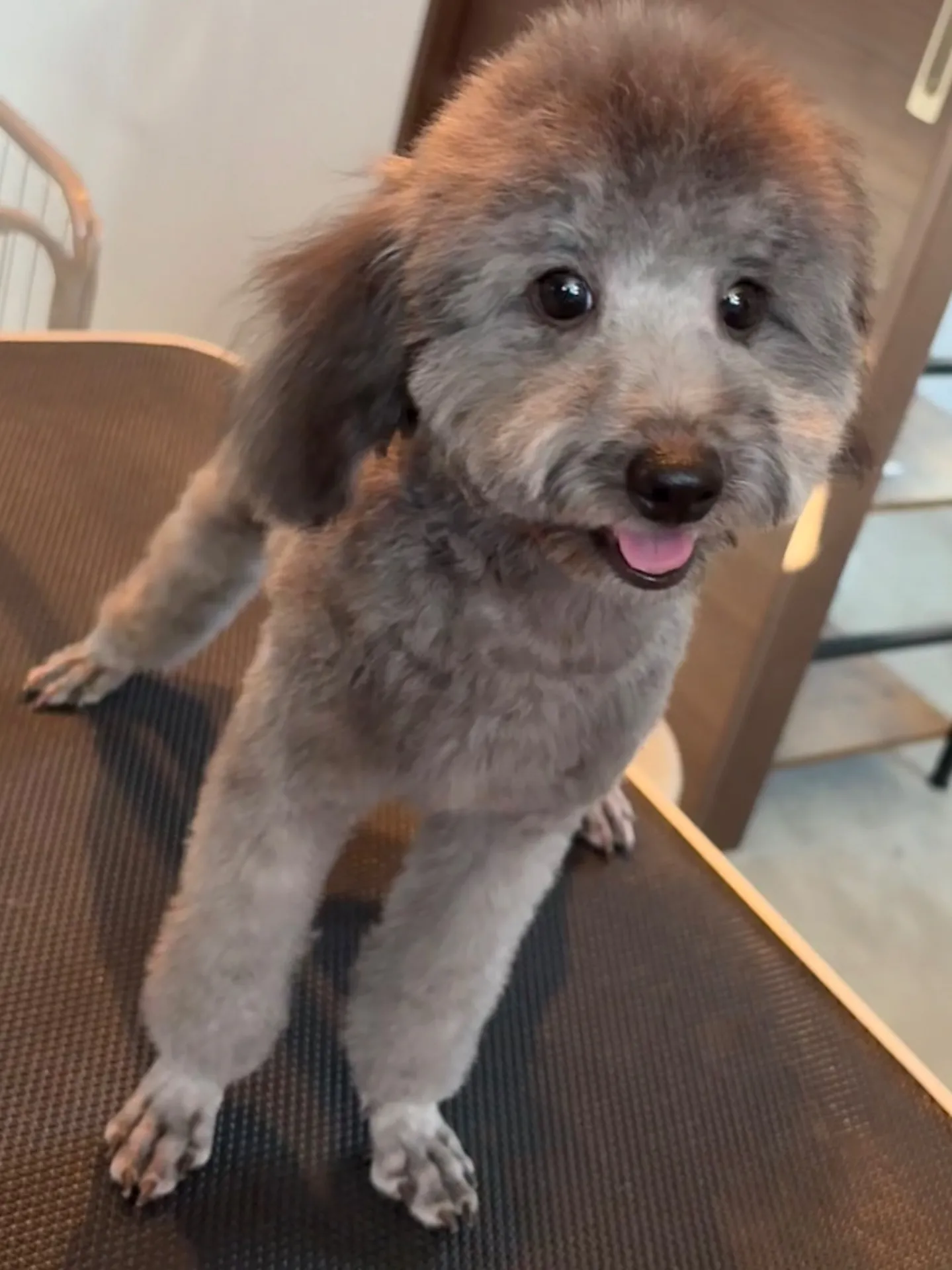 2025年6月23日 産まれ  トイプードル ︎︎ ︎︎ ︎︎ ♀