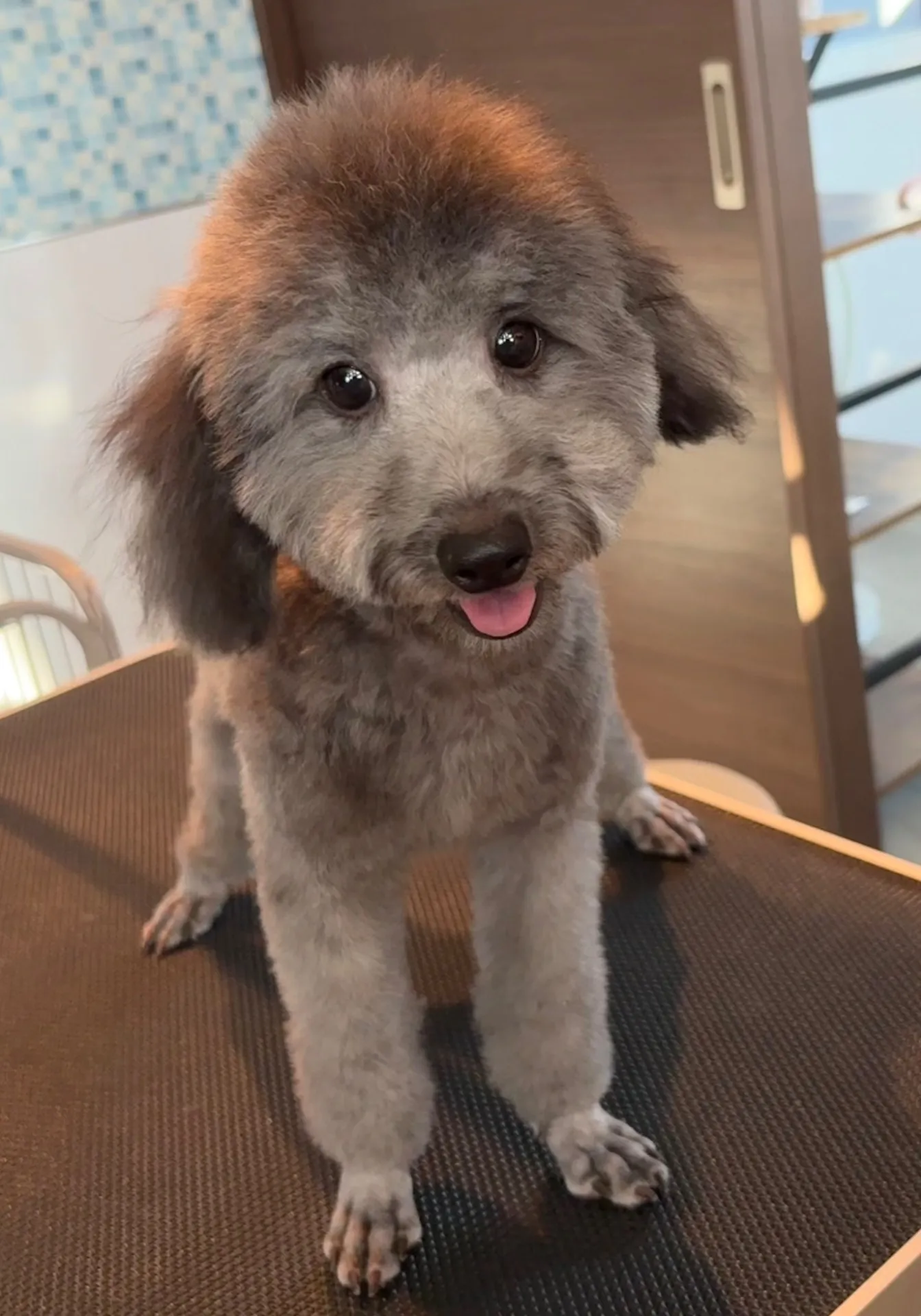 2025年6月23日 産まれ  トイプードル ︎︎ ︎︎ ︎︎ ♀