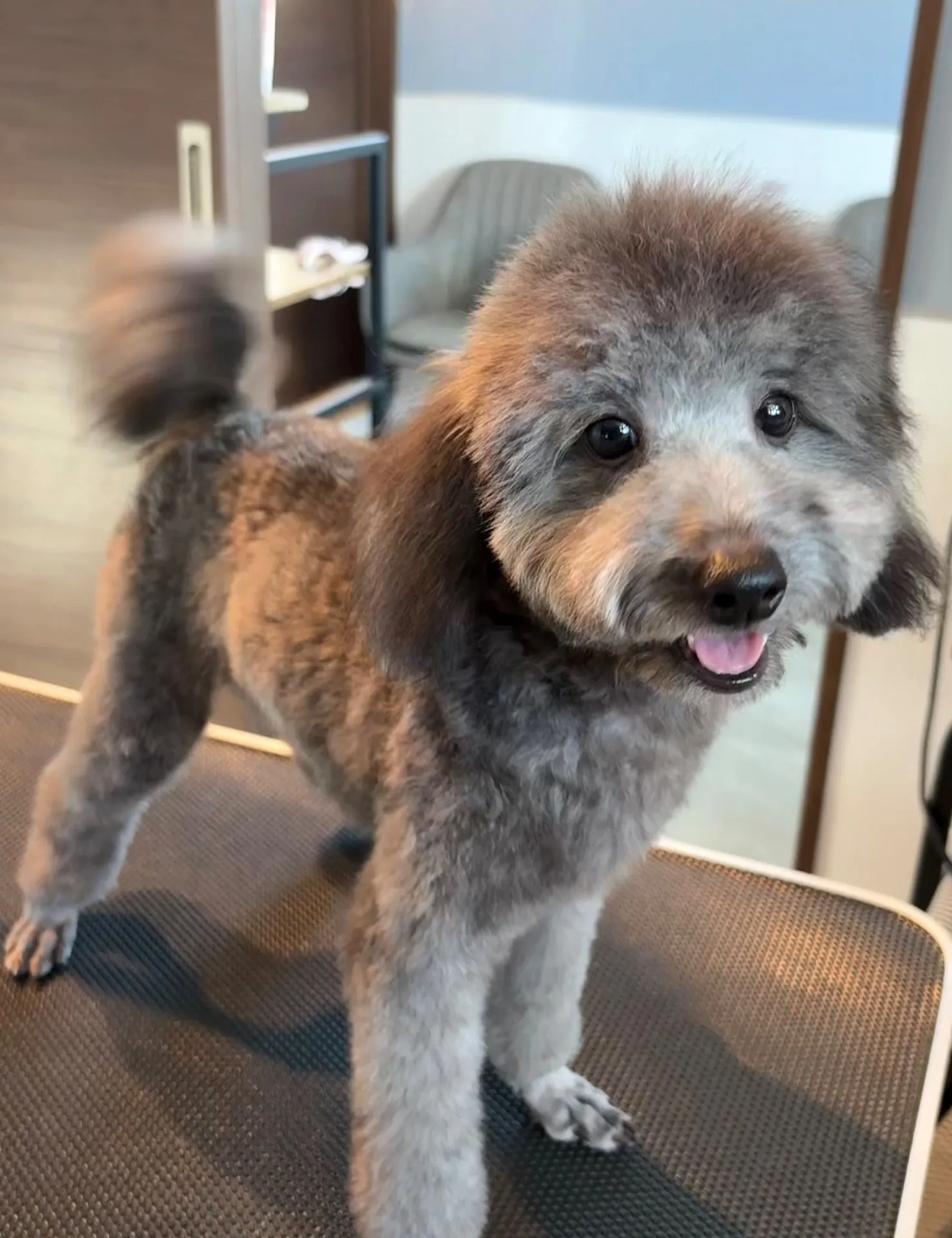 2025年6月23日 産まれ  トイプードル ︎︎ ︎︎ ︎︎ ♀