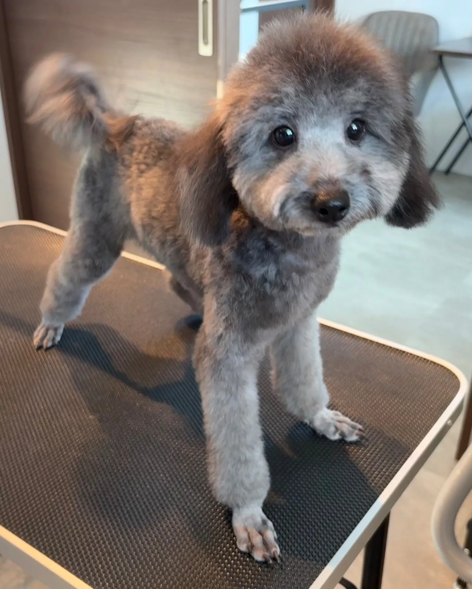 2025年6月23日 産まれ  トイプードル ︎︎ ︎︎ ︎︎ ♀