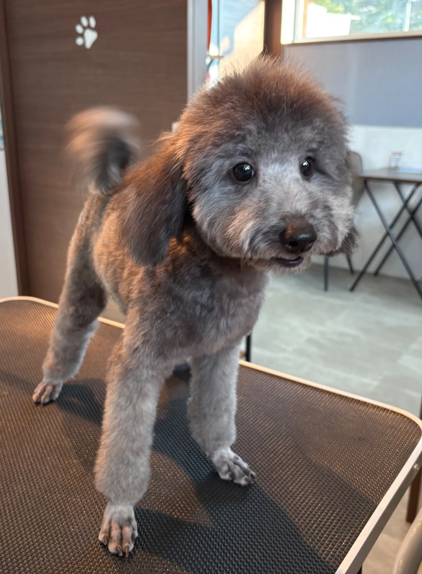 2025年6月23日 産まれ  トイプードル ︎︎ ︎︎ ︎︎ ♀