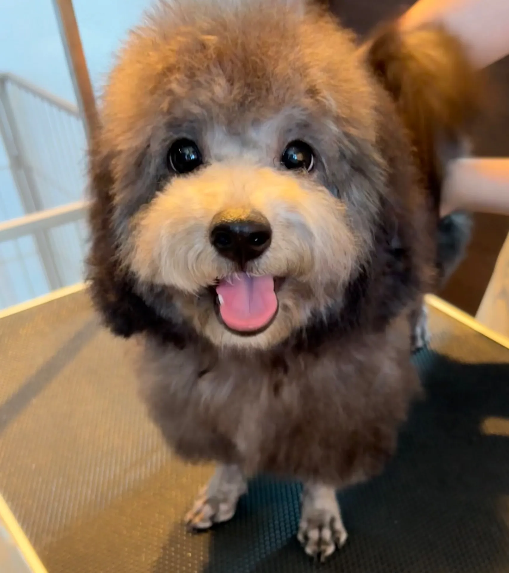 2025年6月24日 産まれ  トイプードル ︎︎ ︎︎ ︎︎ ♀