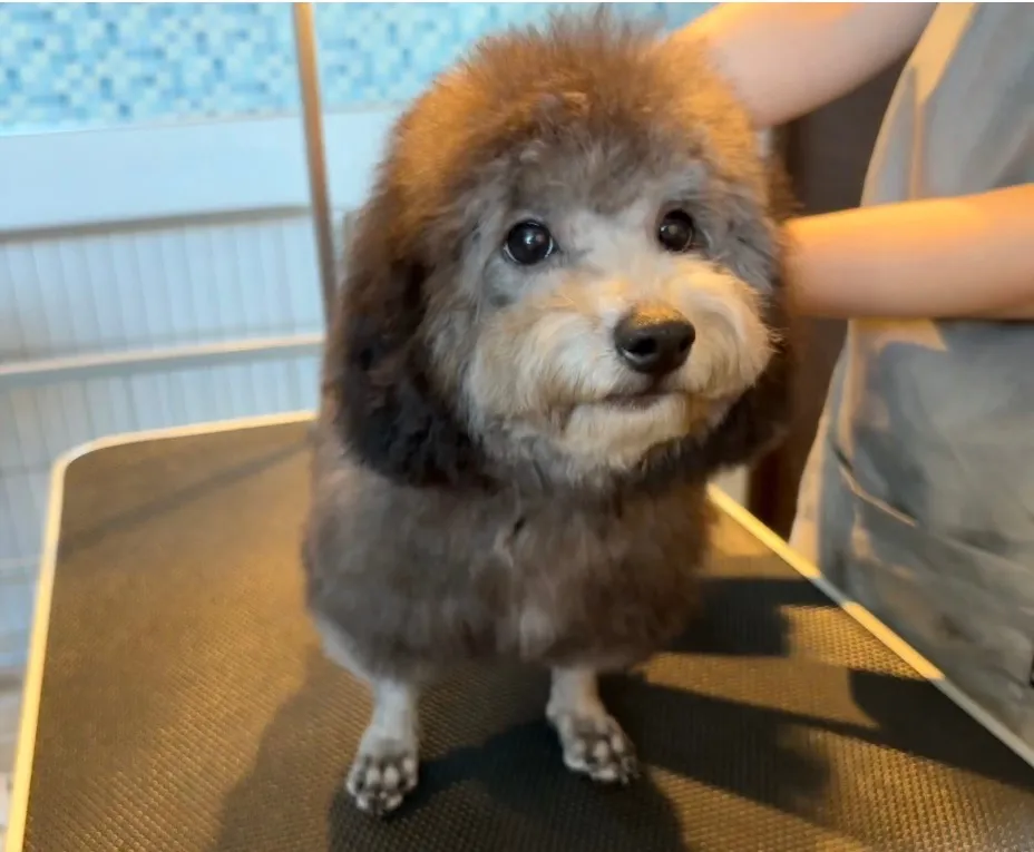 2025年6月24日 産まれ  トイプードル ︎︎ ︎︎ ︎︎ ♀