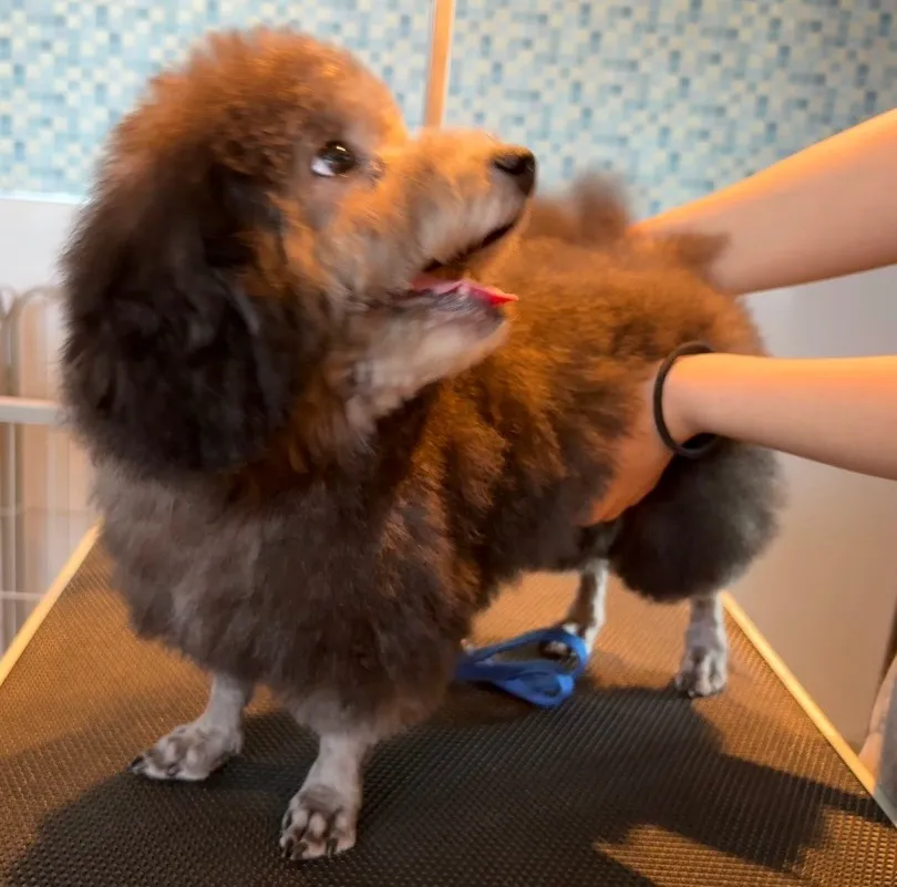 2025年6月24日 産まれ  トイプードル ︎︎ ︎︎ ︎︎ ♀