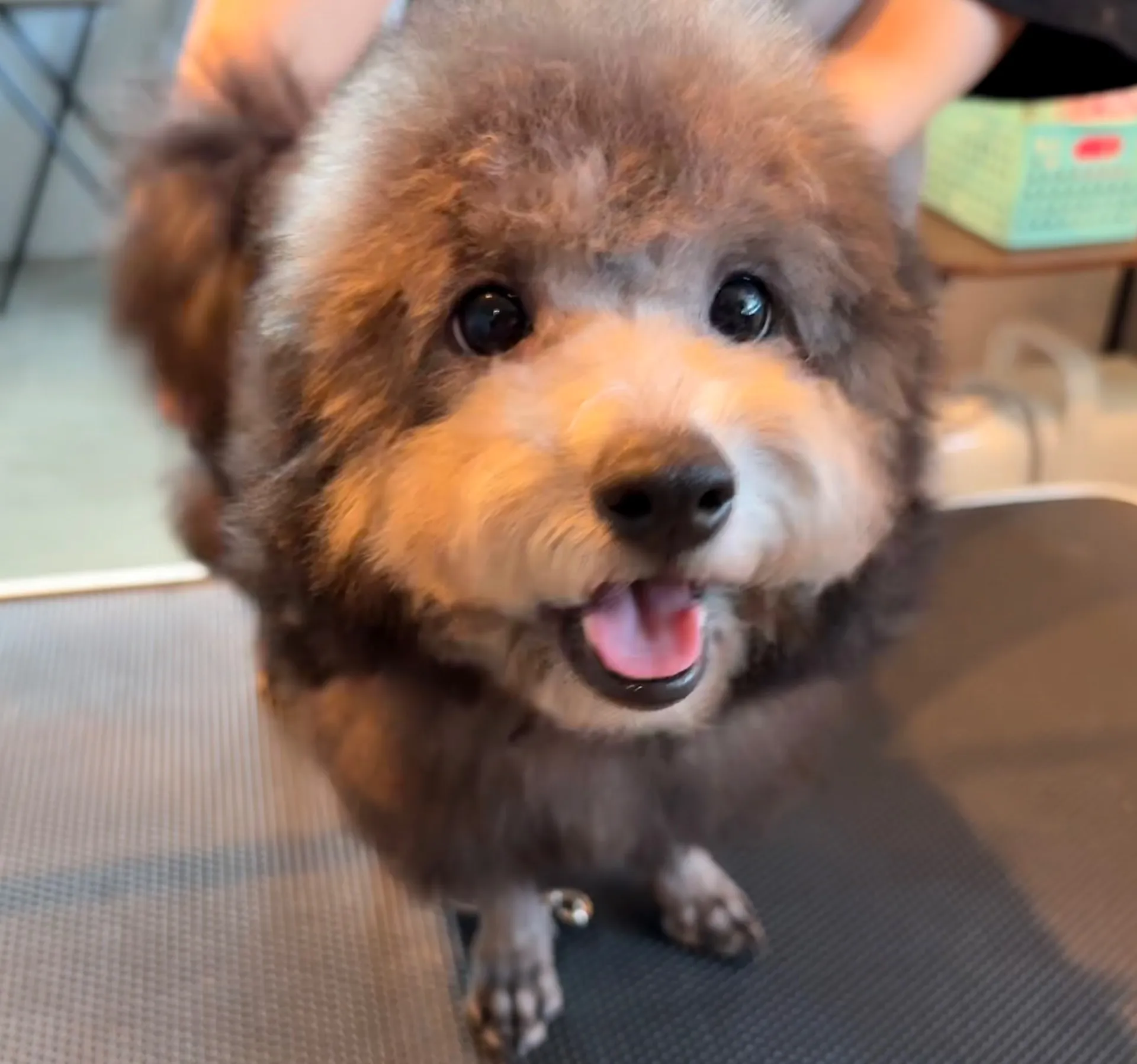 2025年6月24日 産まれ  トイプードル ︎︎ ︎︎ ︎︎ ♀