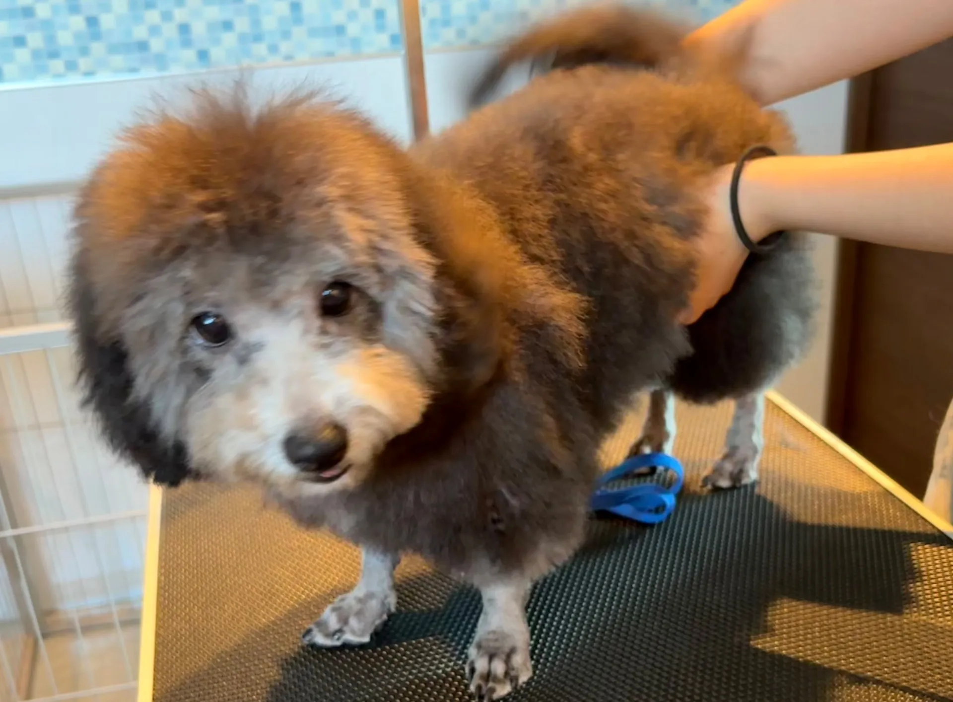 2025年6月24日 産まれ  トイプードル ︎︎ ︎︎ ︎︎ ♀