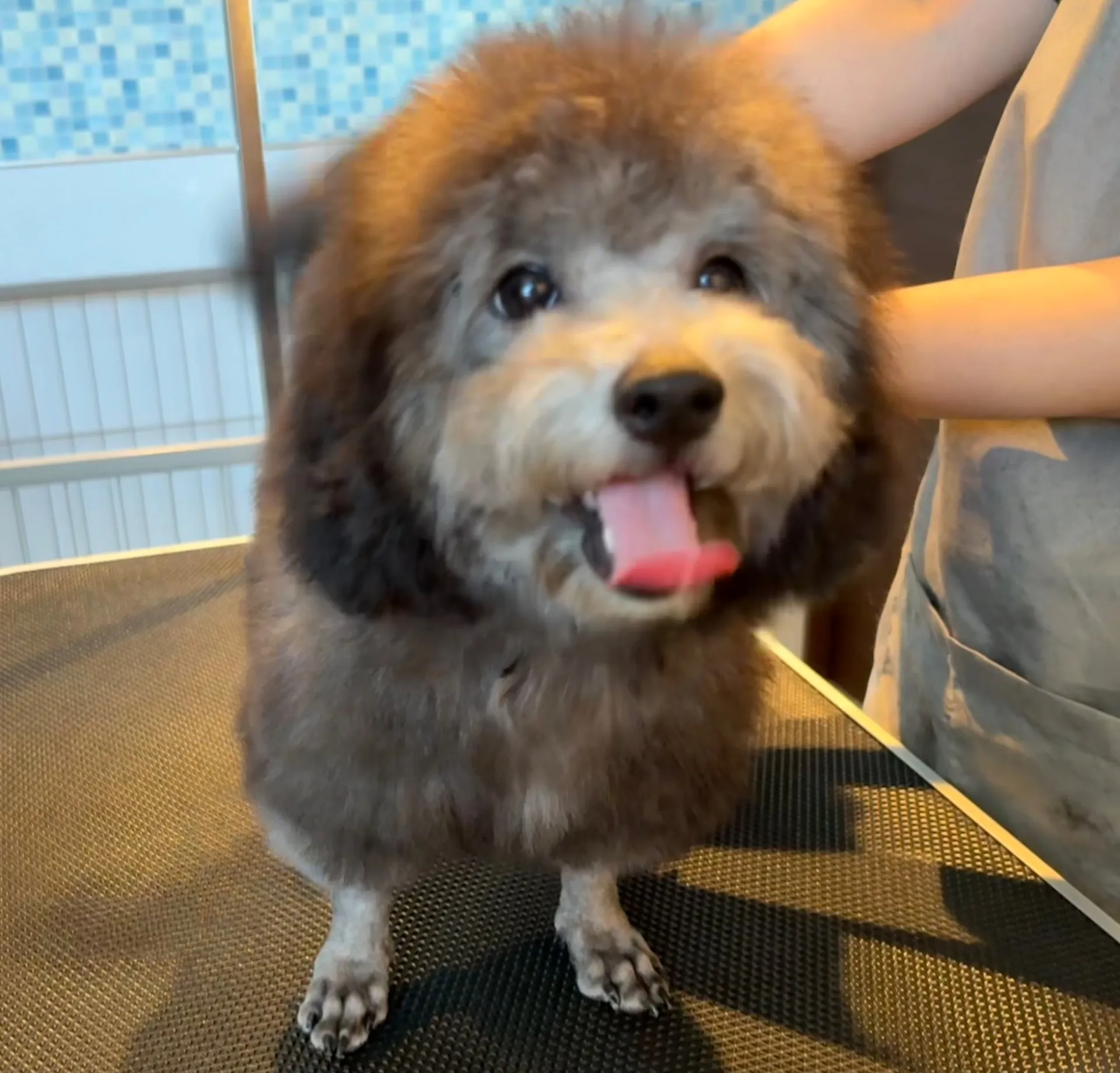 2025年6月24日 産まれ  トイプードル ︎︎ ︎︎ ︎︎ ♀